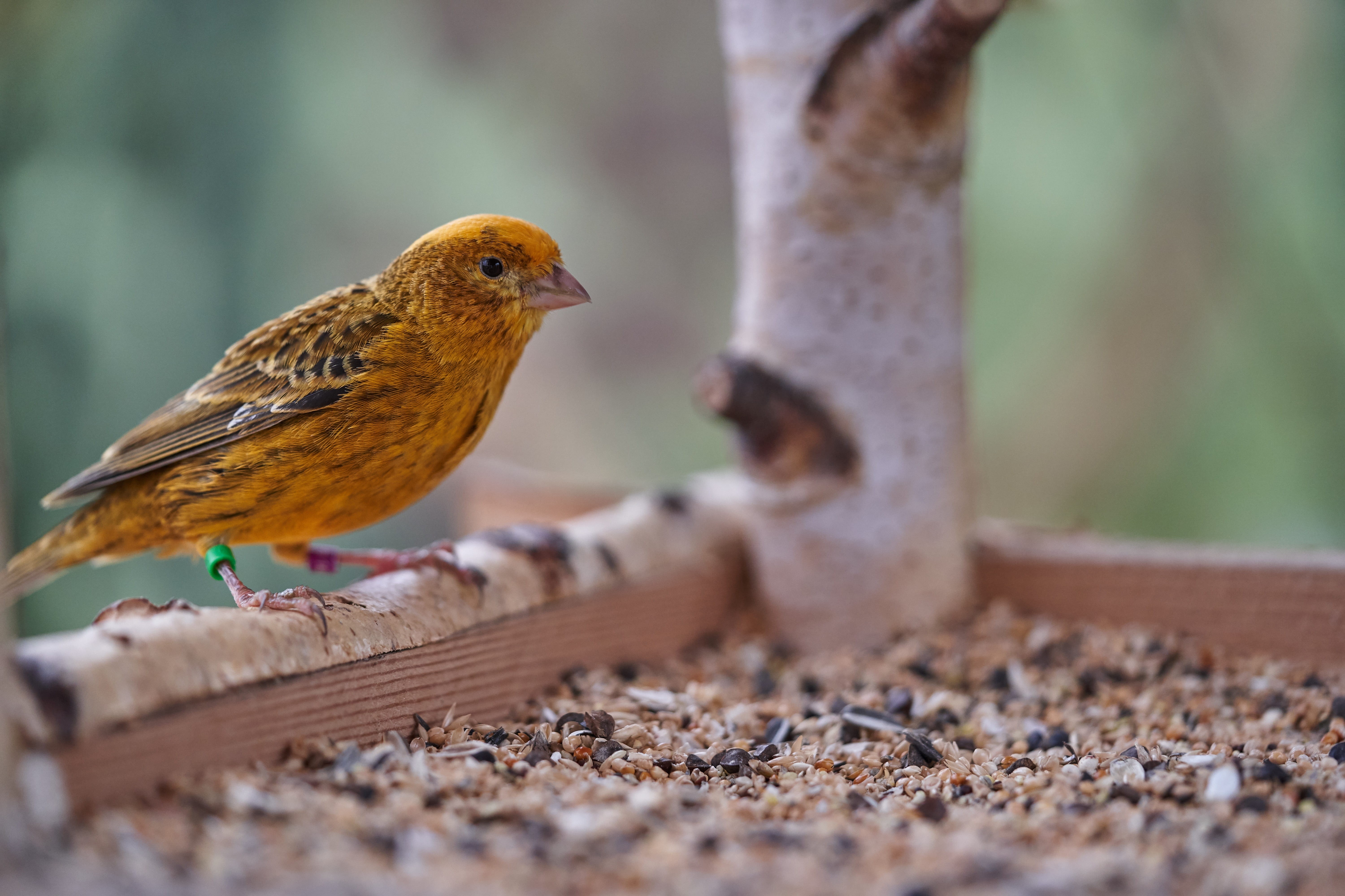 small, nature, treehouse, animal, two animals, feed, animal wildlife, 5K, canary bird, feeding, no people, outdoors, animals in the wild, animal themes, HD Wallpaper