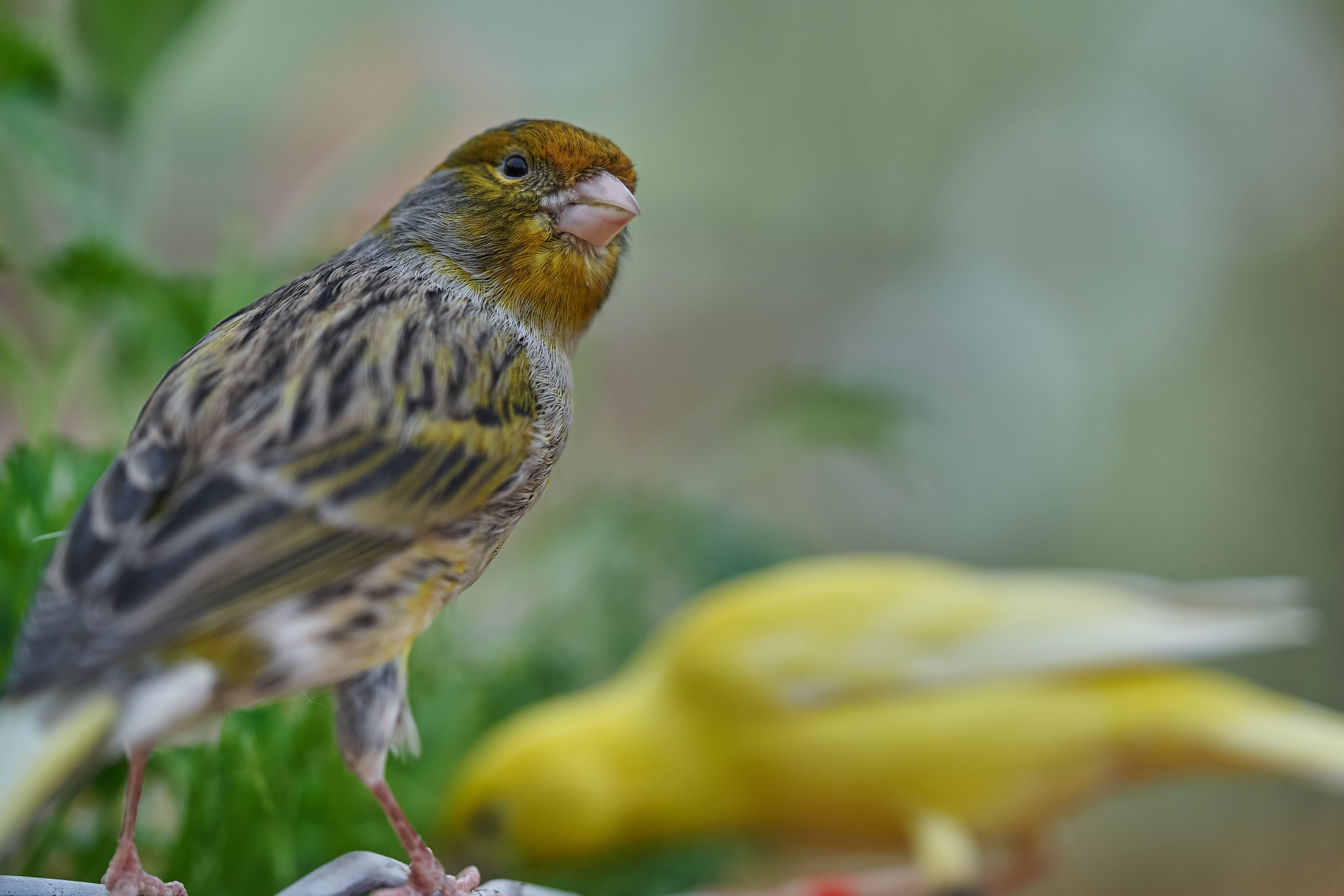 yellow, animals in the wild, selective focus, outdoors, one animal, treehouse, animal wildlife, focus on foreground, beauty in nature, vertebrate, garden, HD Wallpaper