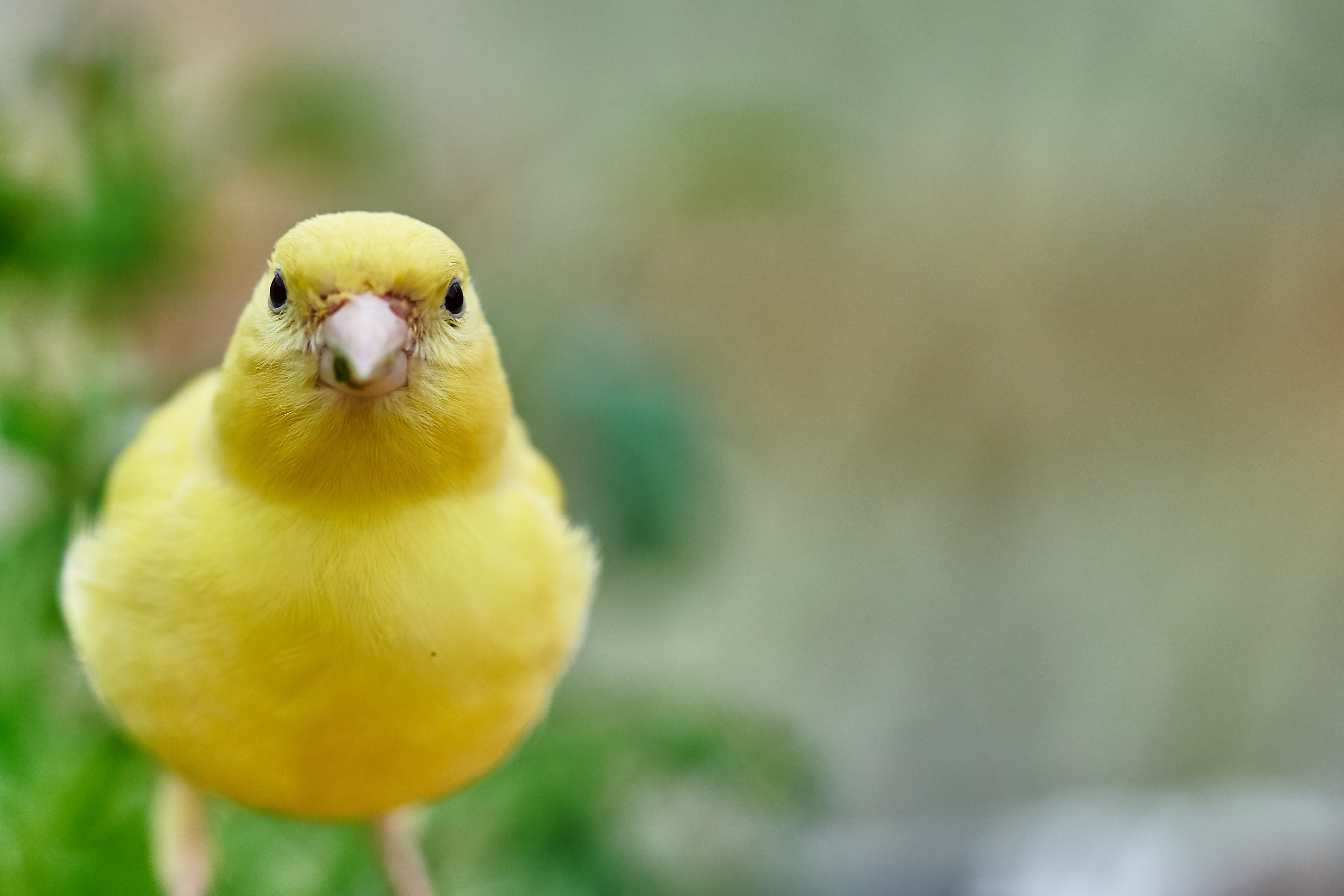 no people, parakeet, nature, close-up, animal, perching, outdoors, focus on foreground, animals in the wild, canary bird, treehouse, feeding, eat, feed, HD Wallpaper