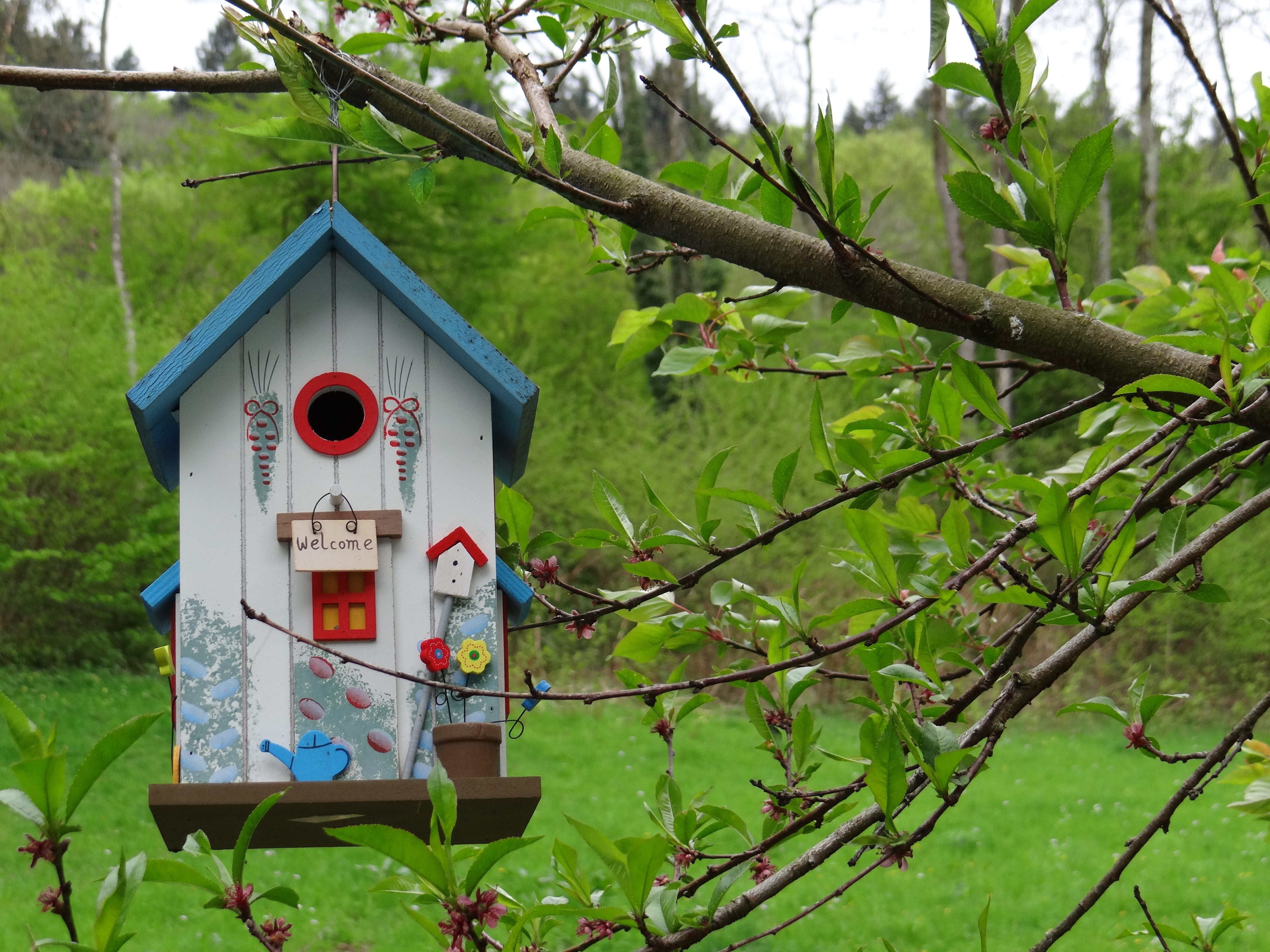 beauty in nature, nesting box, tree, focus on foreground, outdoors, land, green color, safety, toy, communication, day, bird, plant, branch, garden, no people, HD Wallpaper