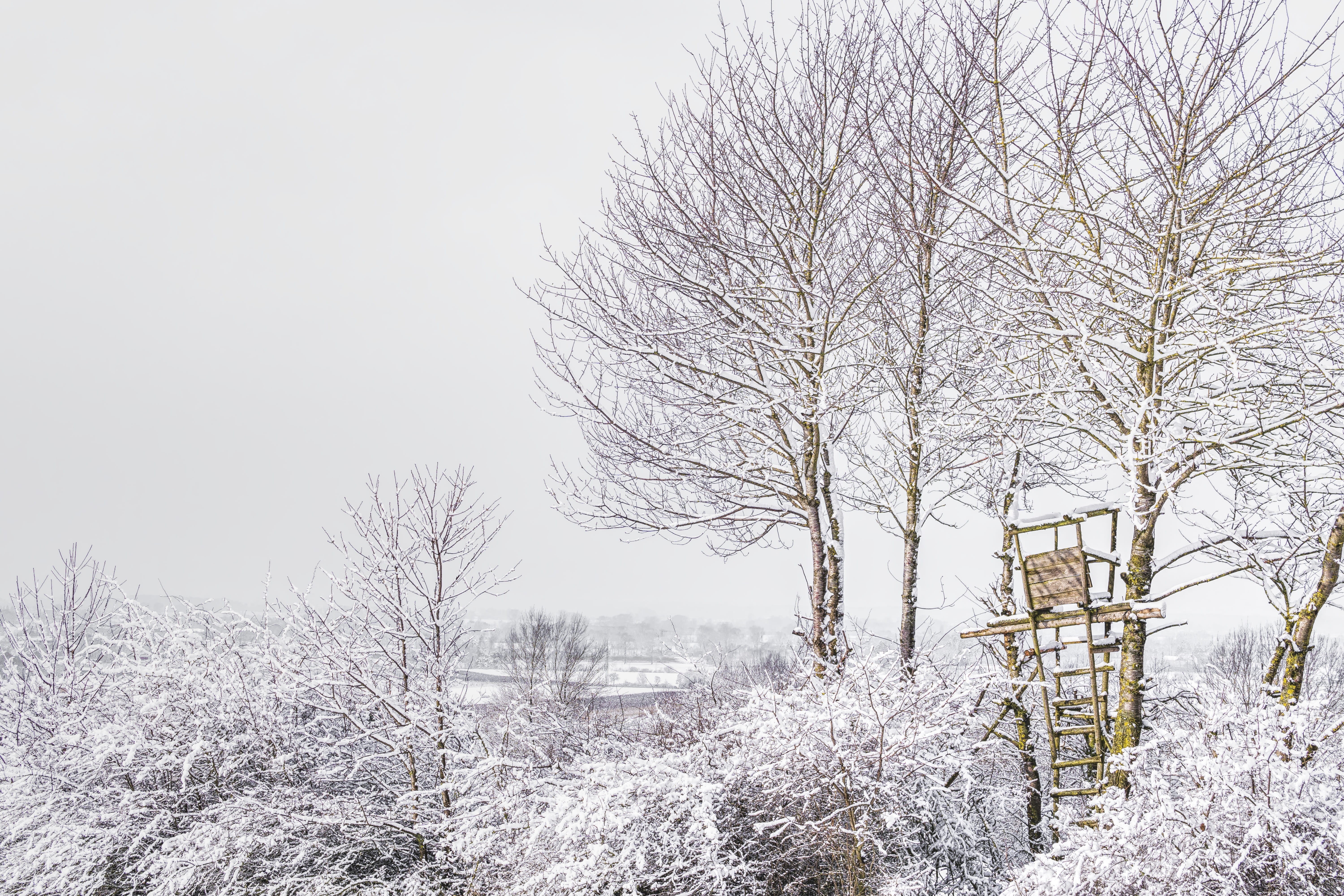 bear, platform, forest, treehouse, white, winter, snow, trees, tranquil scene, field, frigid, covered, frost, tree, 5K, tranquility, land, no people, plant, HD Wallpaper