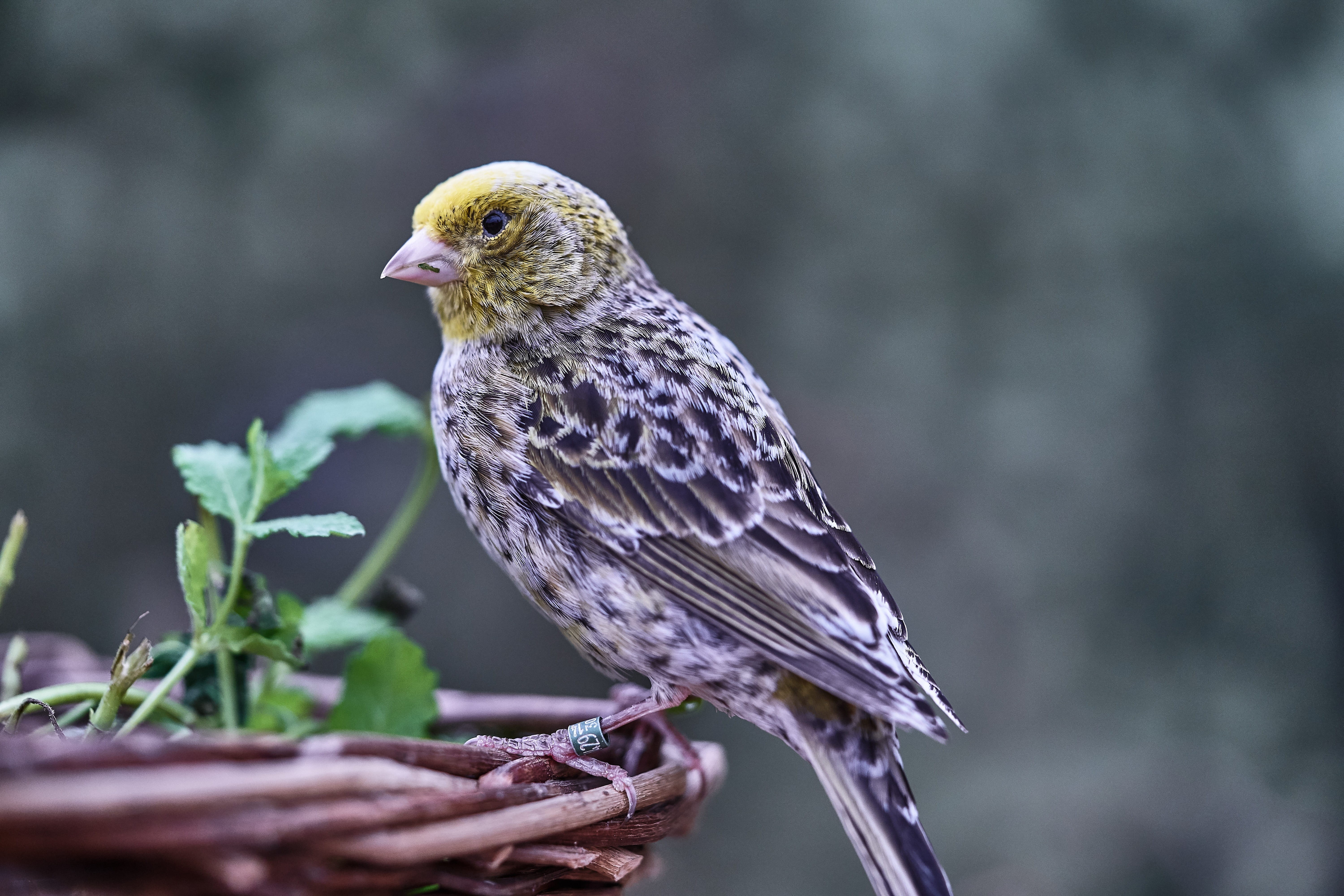 beauty in nature, nature, 5K, plant, animal, canary bird, day, bird feeder, outdoors, garden, treehouse, feeding, bird, tree, eat, looking away, looking, HD Wallpaper