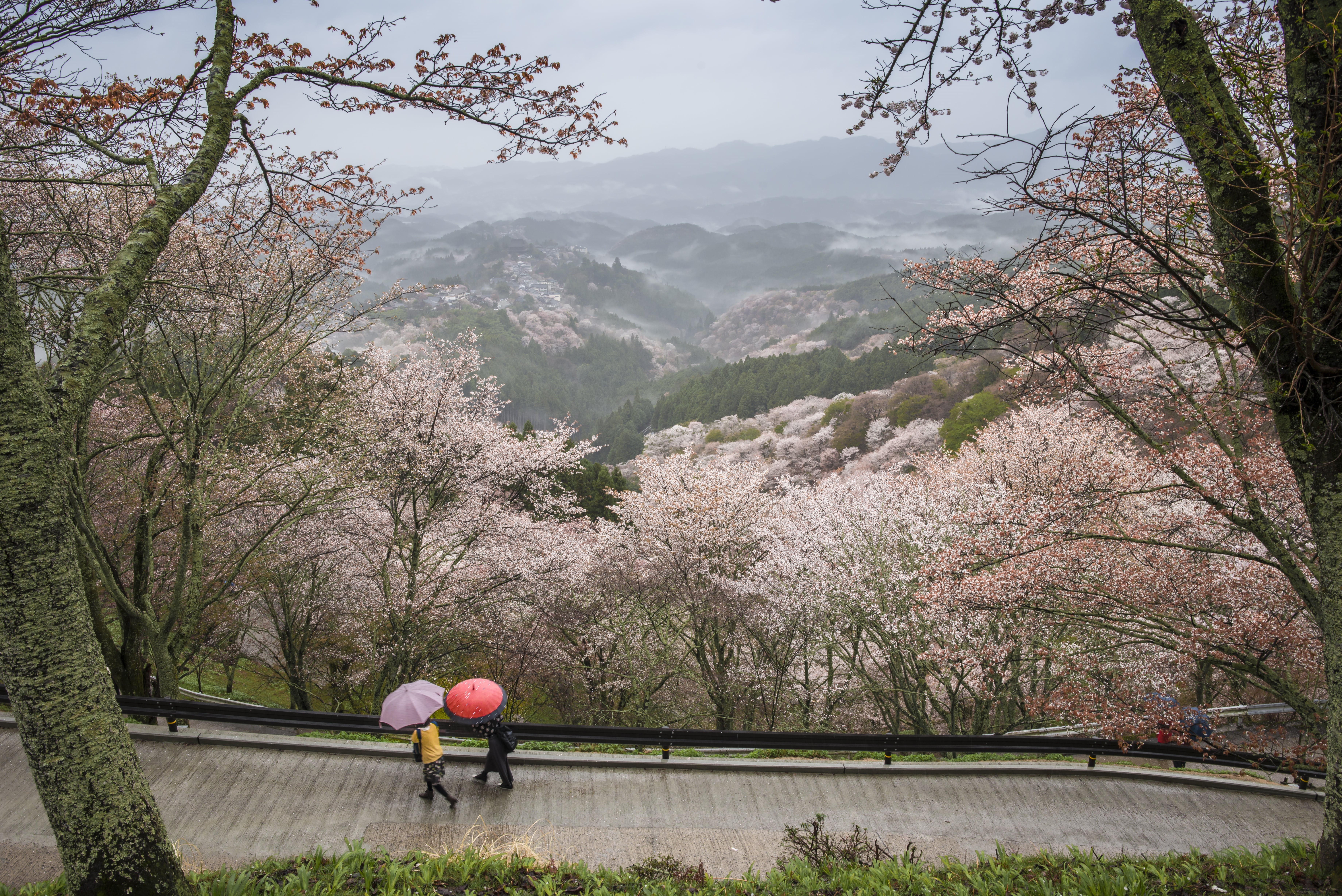 rain, cherry, outdoors, wild cherry, day, springtime, walking, surrounded, beauty in nature, daytime, mountain range, nara prefecture, real people, women, HD Wallpaper