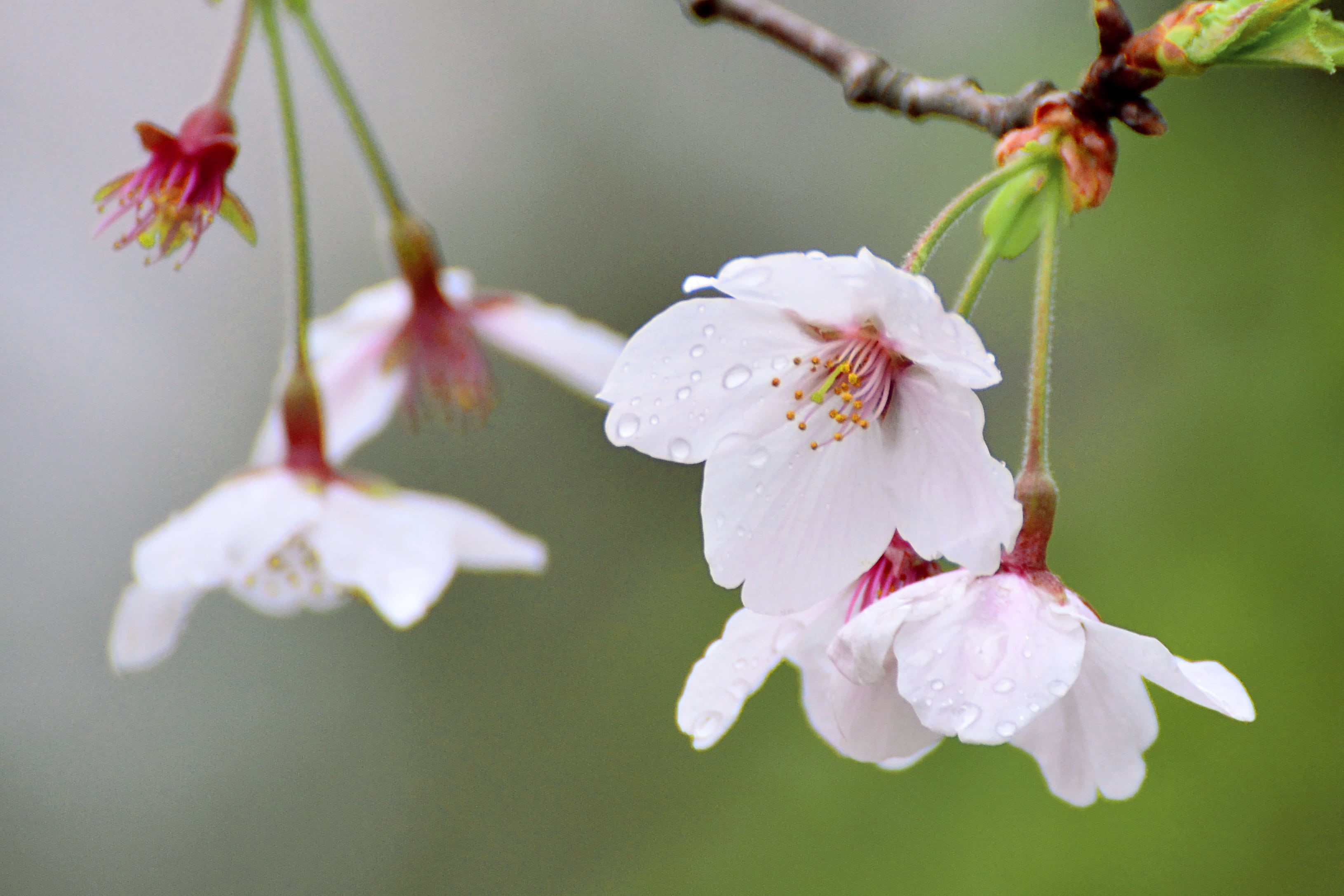 Pretty  Sweet, Plant, Prunus Yedoensis, VC, Aoba Ward, flower Head, field, Kanagawa, Macro, branch, Bokeh, Cherry Blossom, Cherry Blossoms, CLUB, Picture, HD Wallpaper