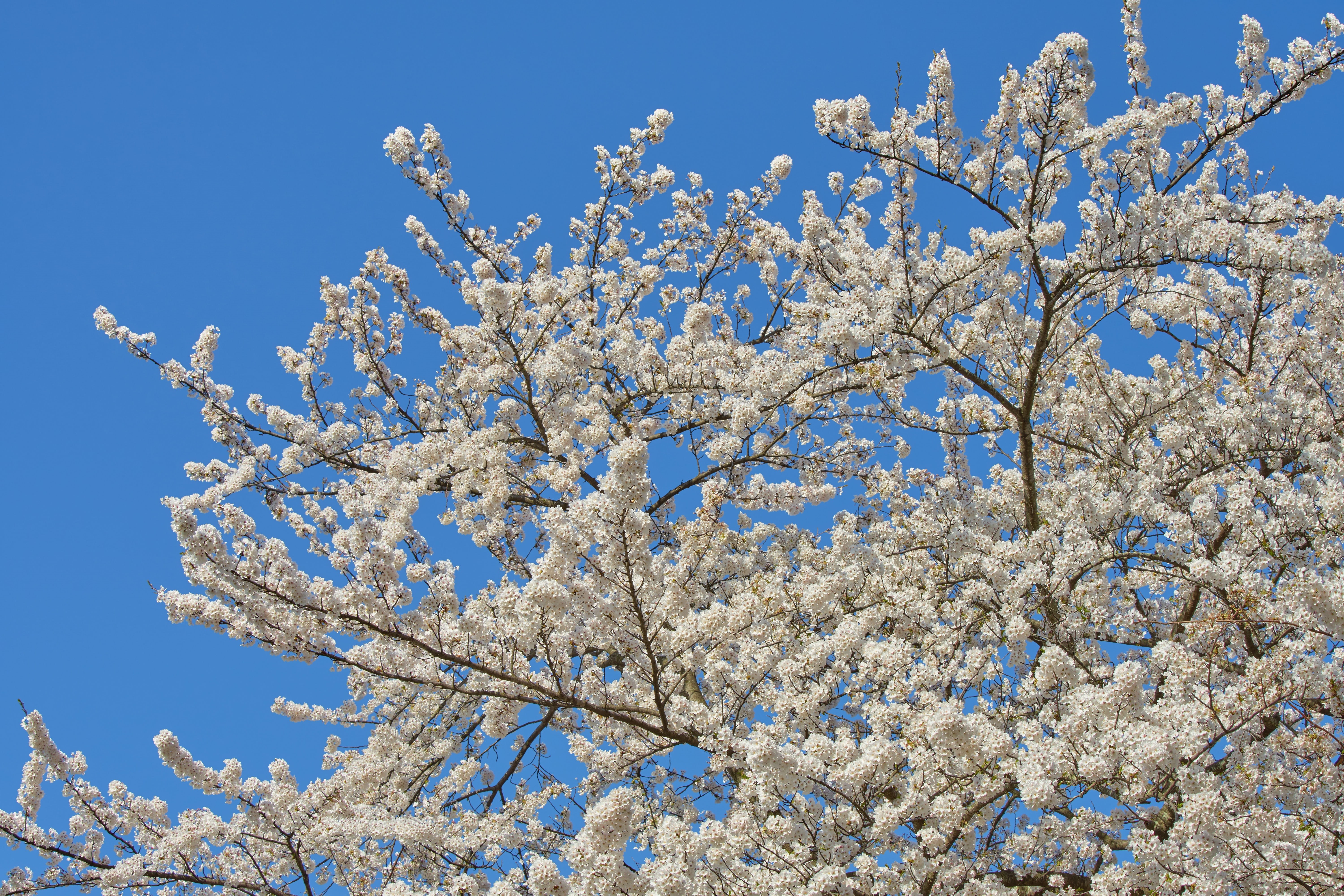 day, growth, spring in japan, clear sky, low angle view, wood, branch, freshness, in full bloom, plant, white color, no people, cherry blossom, cherry tree, HD Wallpaper