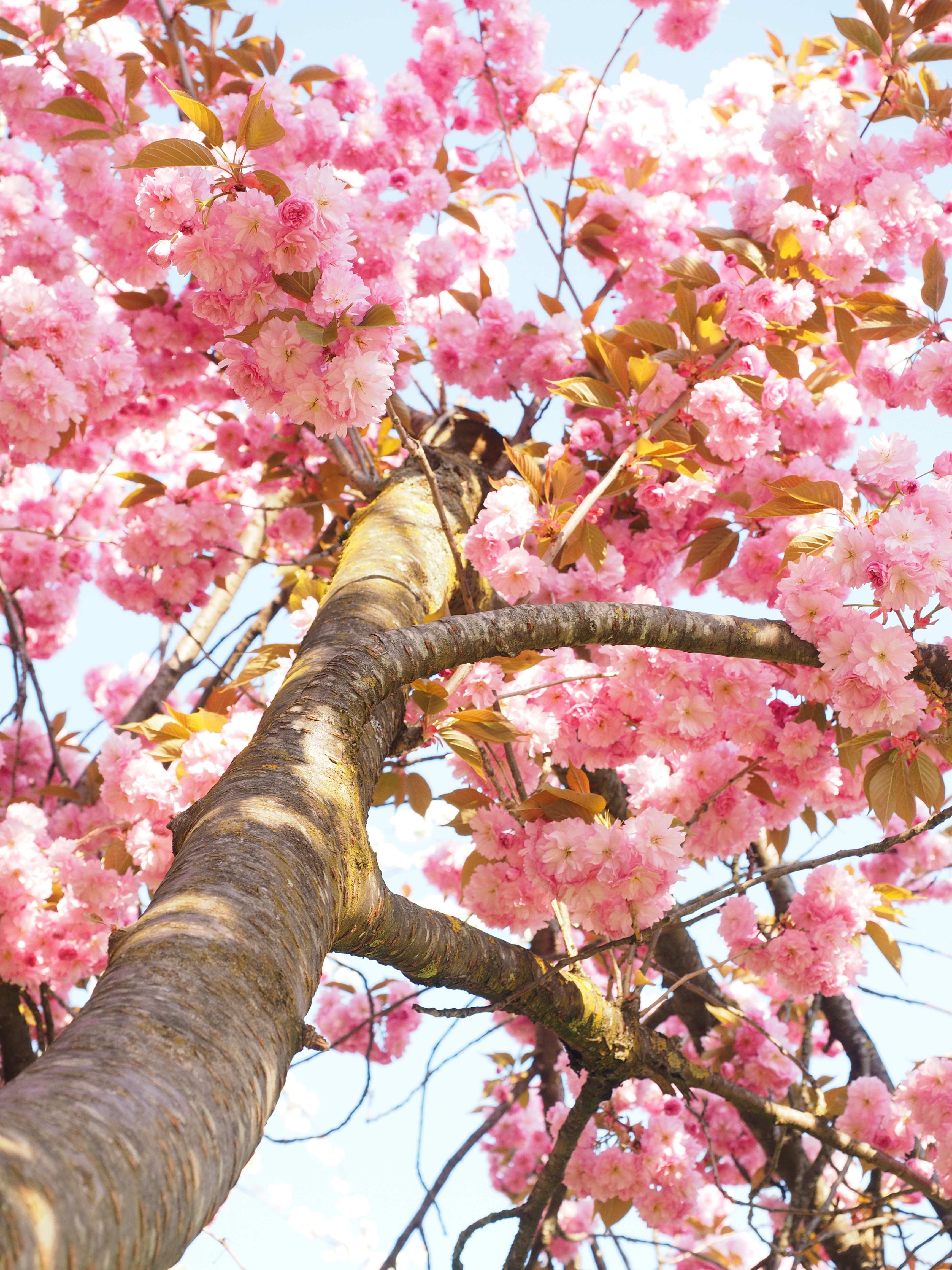 cherry tree, grannenkirsche, yoshino, spring, flowering plant, freshness, ornamental cherry, oriental cherry, flower, beauty in nature, japanese culture, Phone HD Wallpaper