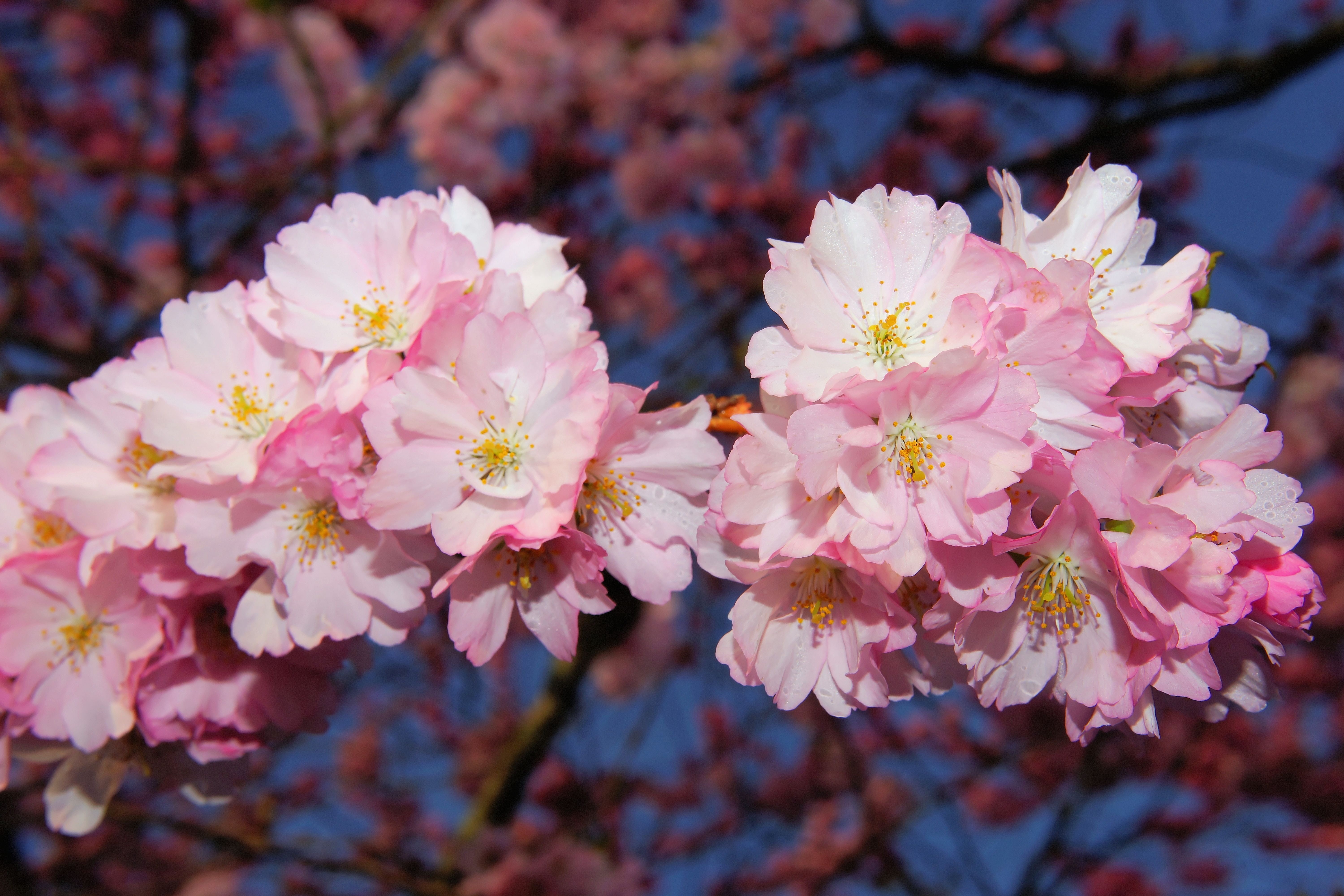 inflorescence, outdoors, petal, cherry tree, close-up, cherry, japanese culture, grannenkirsche, vulnerability, nature, east asian cherry, rosaceae, japanese flowering cherry, HD Wallpaper