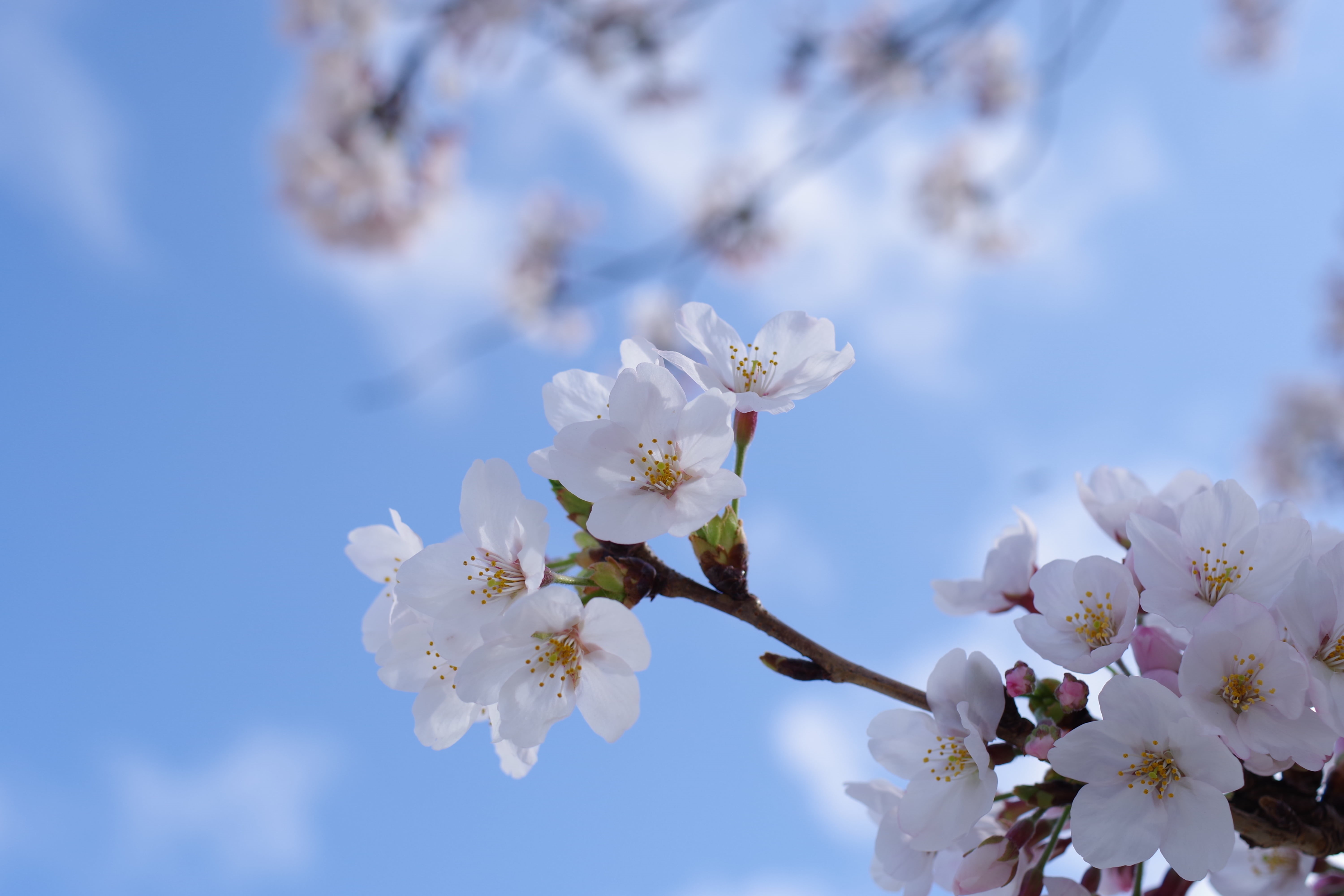 flowering plant, growth, white, nature, twig, beauty in nature, close-up, tree, almond tree, cherry blossom, bouquet, plant, petaled, sakura, freshness, HD Wallpaper