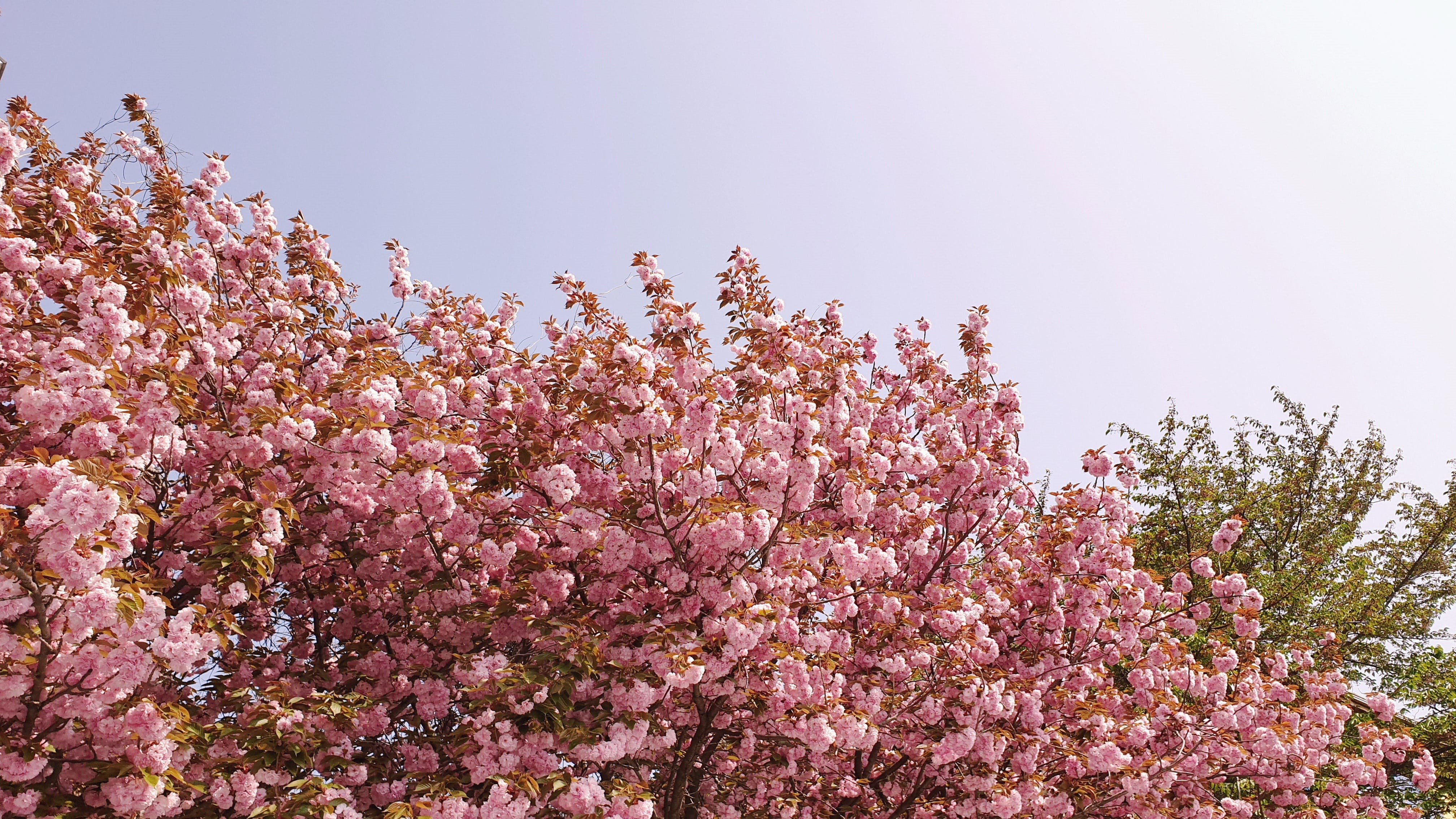 freshness, pink color, growth, cherry blossom, flowering plant, romantic, beauty in nature, yoshino cherry, blossom, low angle view, tree, no people, pink, HD Wallpaper