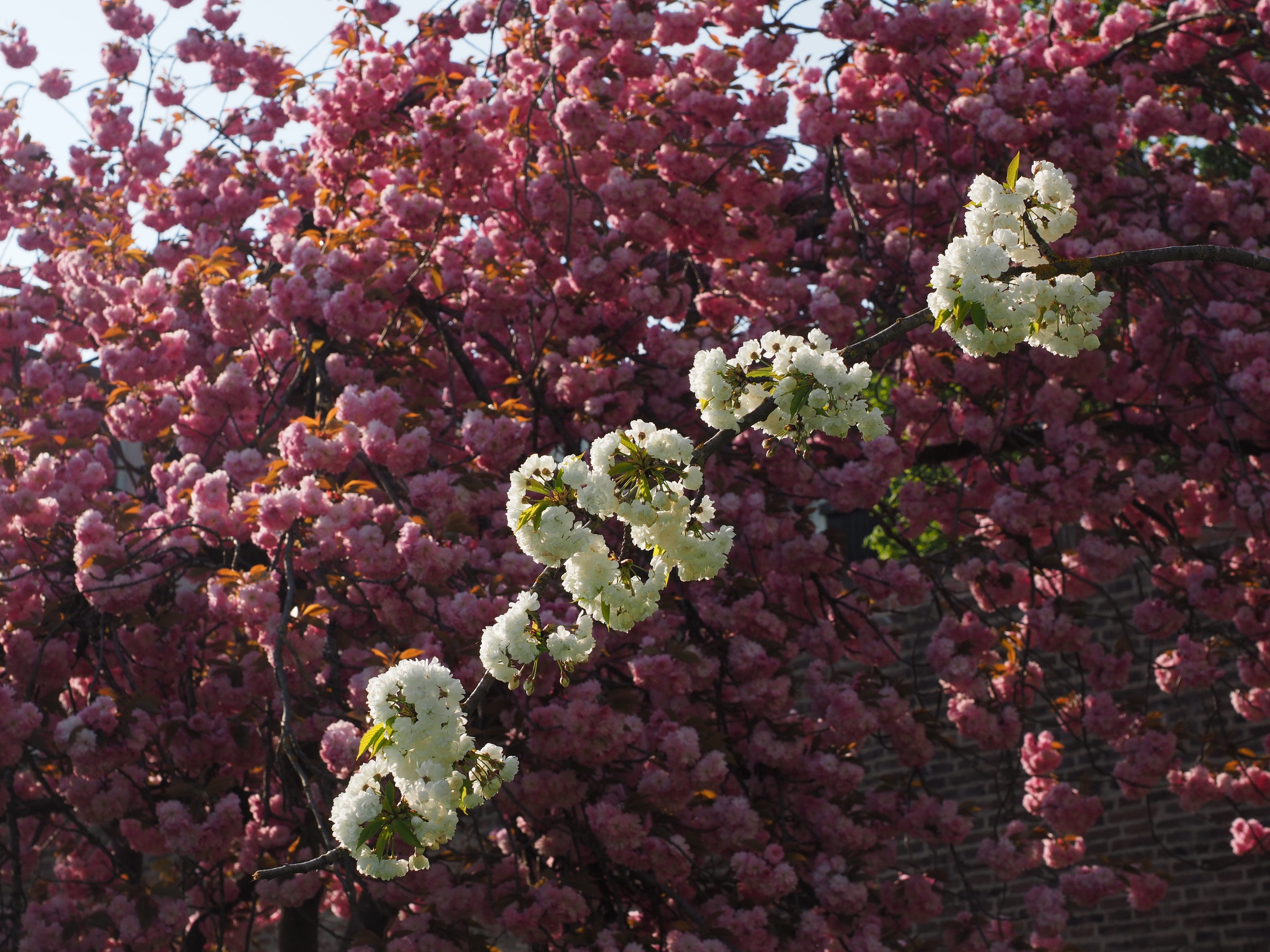 oriental cherry, flowering twig, sunny day, japanese cherry, tree, full frame, rose family, lilac, no people, white blossom, flower tree, rosaceae, pink color, HD Wallpaper