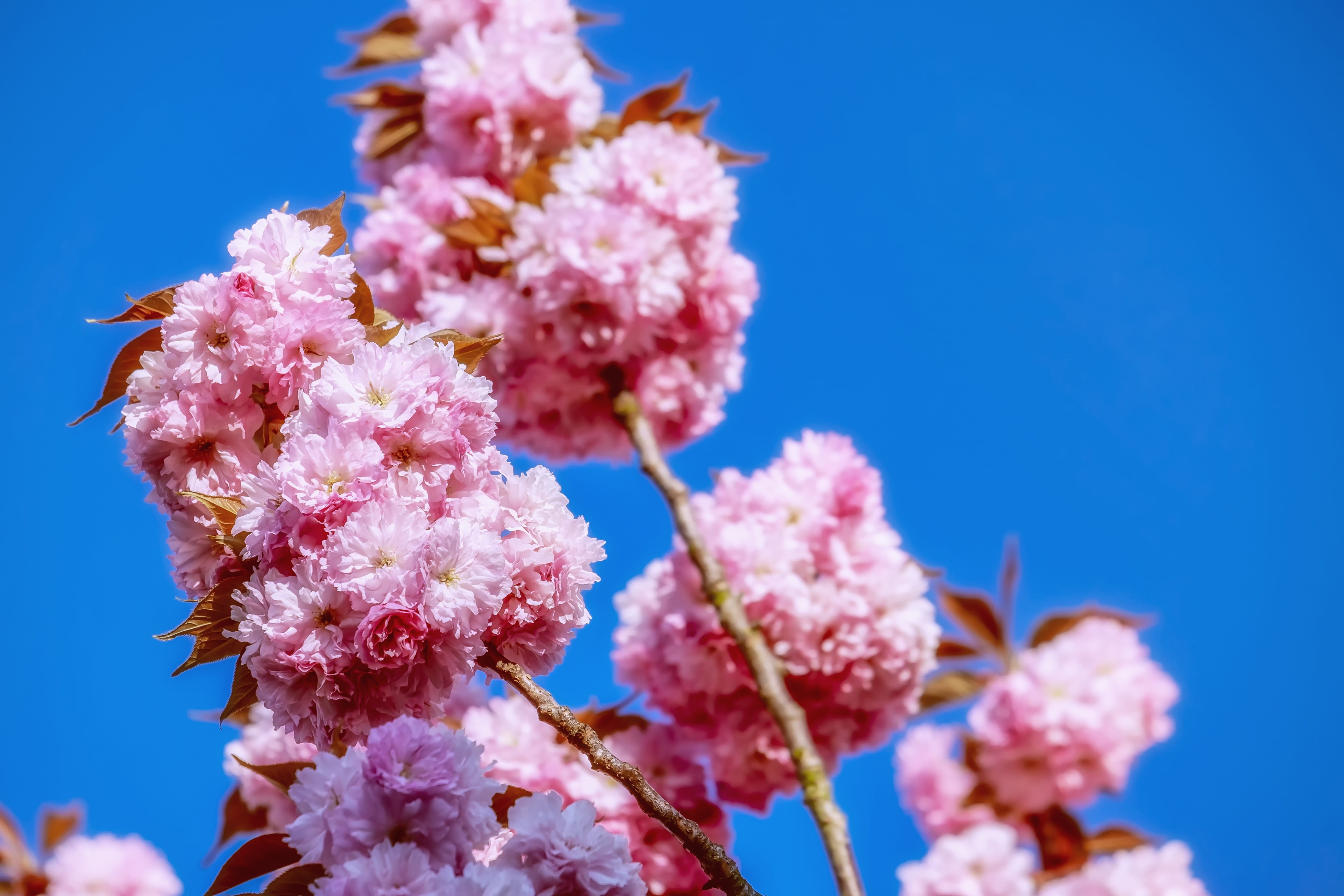 flowering twig, springtime, smell, no people, roses, ornamental plant, outdoors, day, 4K, japanese cherry, freshness, nature, blossom, close-up, beauty in nature, HD Wallpaper
