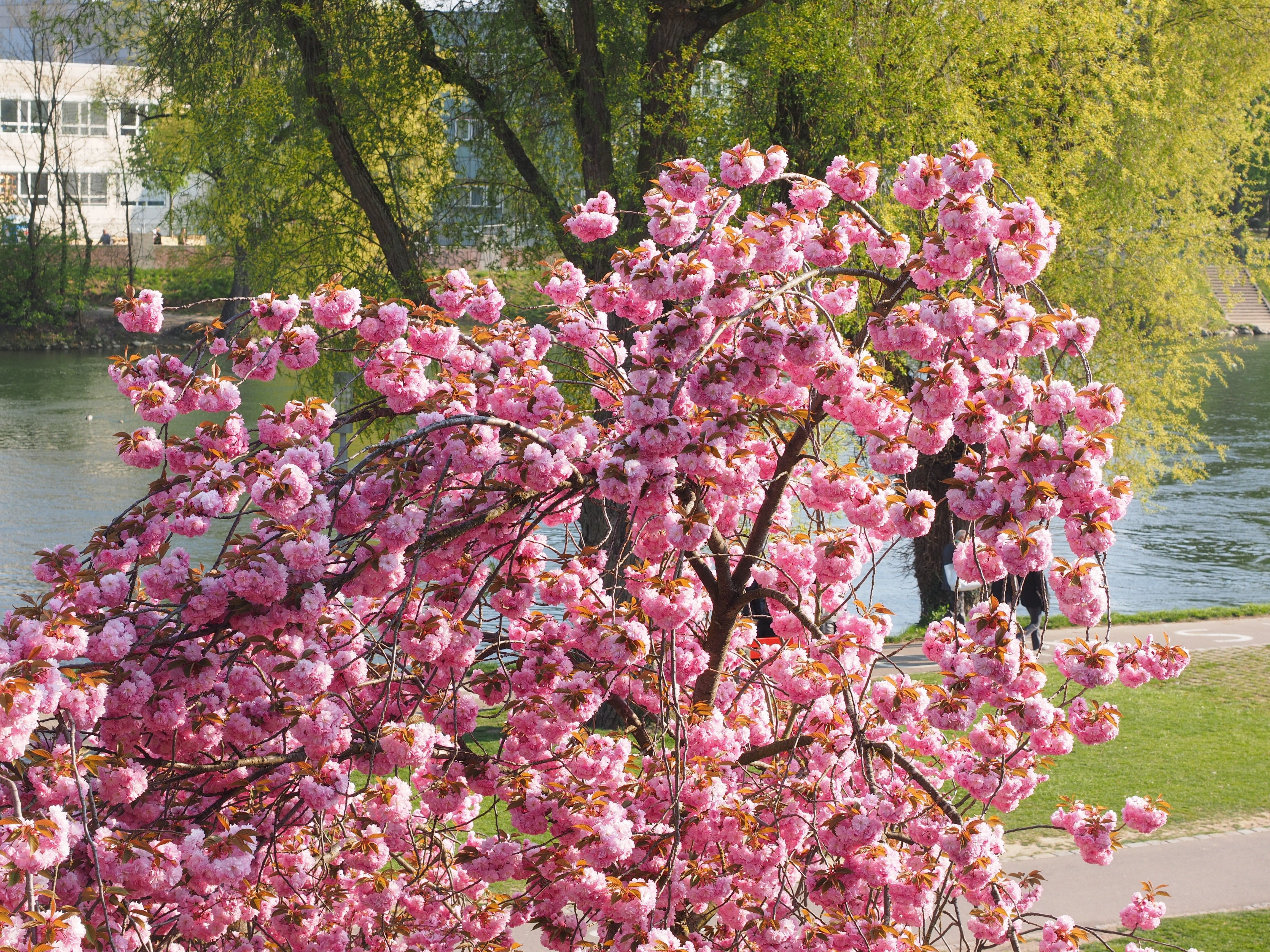 springtime, pink color, ornamental plant, botany, flowering plant, bank of the danube, outdoors, plant, oriental cherry, cherry tree, vulnerability, no people, HD Wallpaper