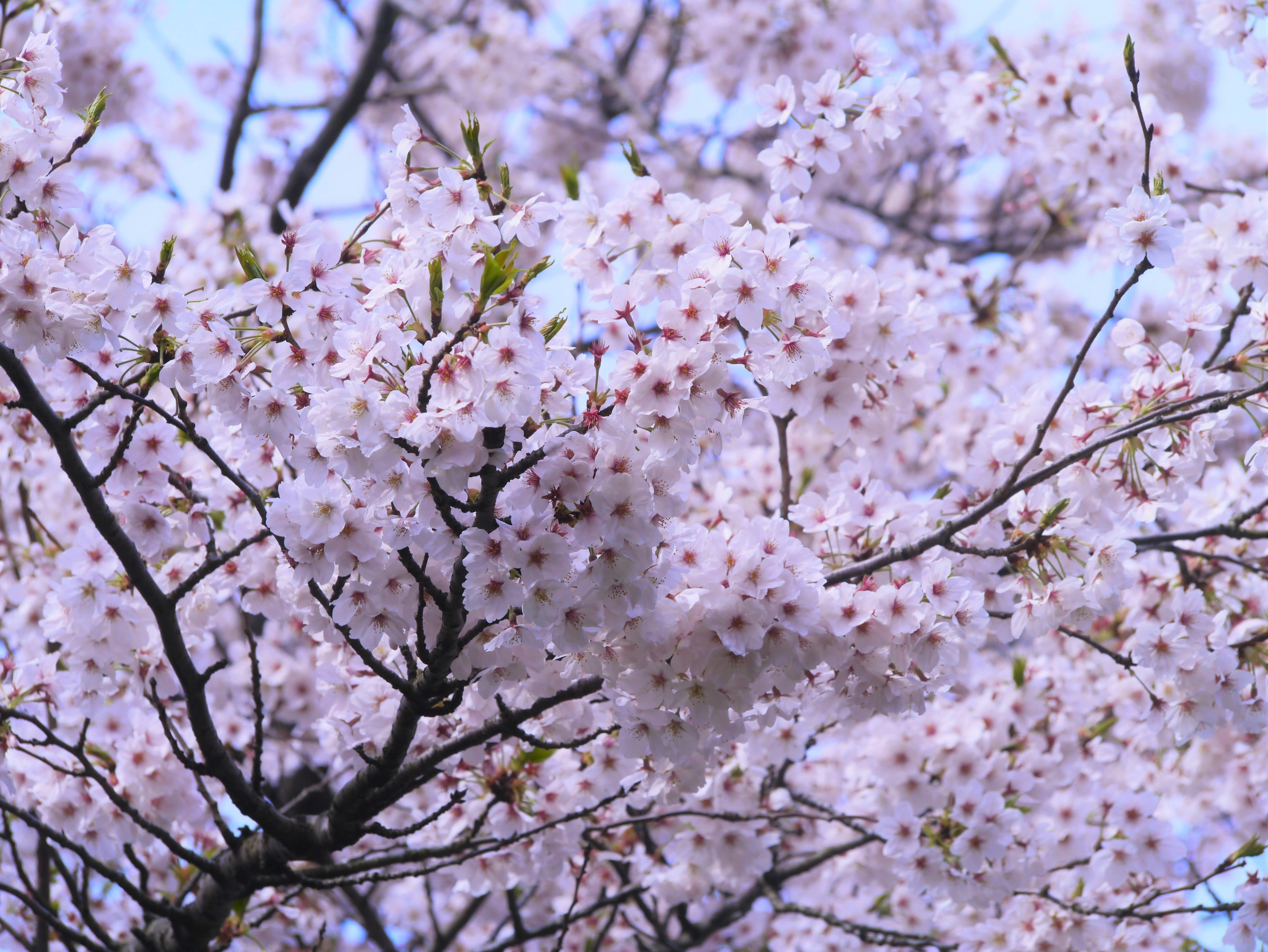 growth, yoshino cherry tree, flower, spring, tree, green, leaf, bunch of flowers, karen, Cherry, pink, yokosuka, beauty in nature, nature, flower head, HD Wallpaper