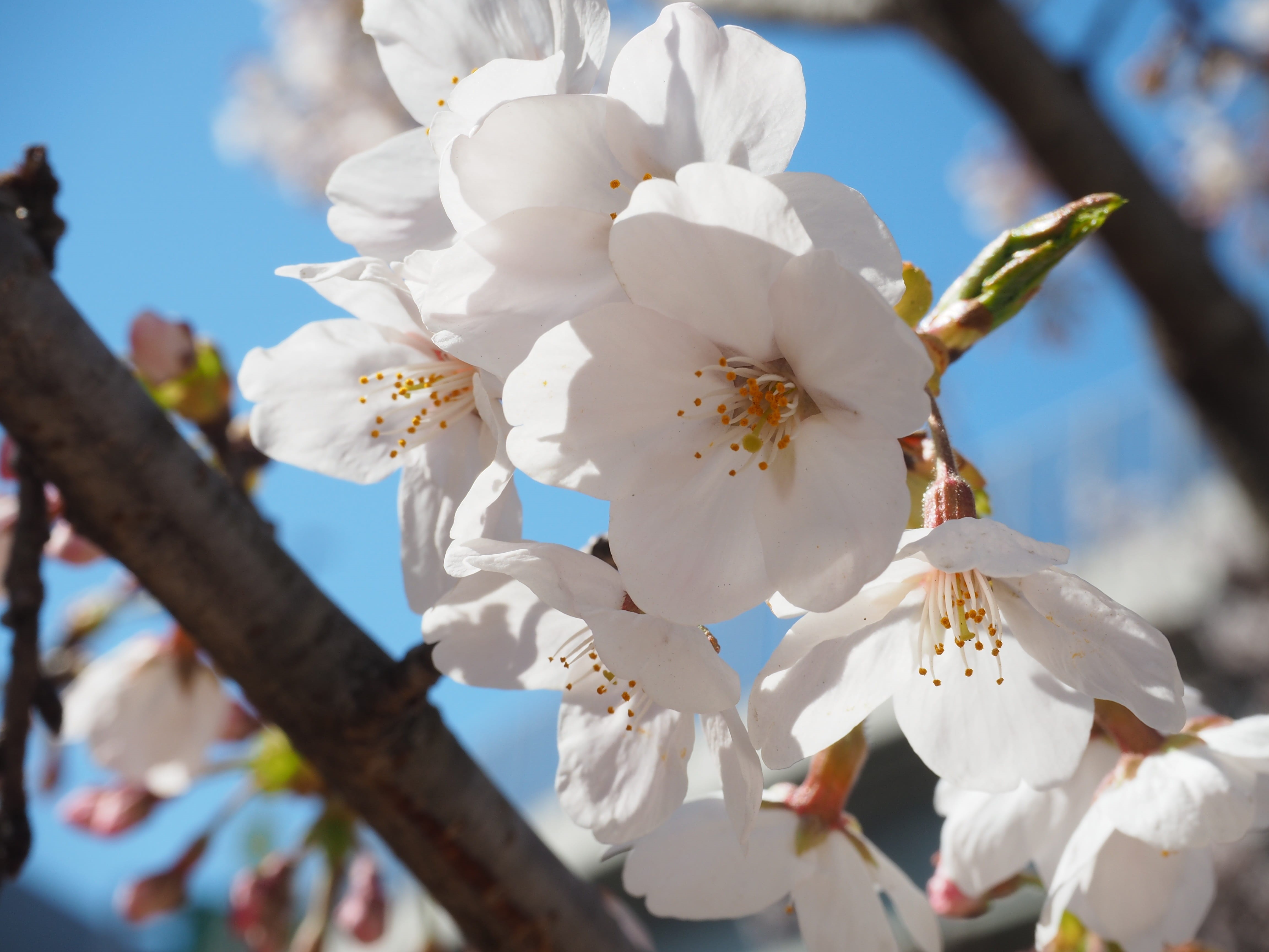 springtime, beauty in nature, 4K, nature, cherry blossom, close-up, plant, cherry tree, twig, day, spring, outdoors, fragility, cherry, flower head, growth, HD Wallpaper