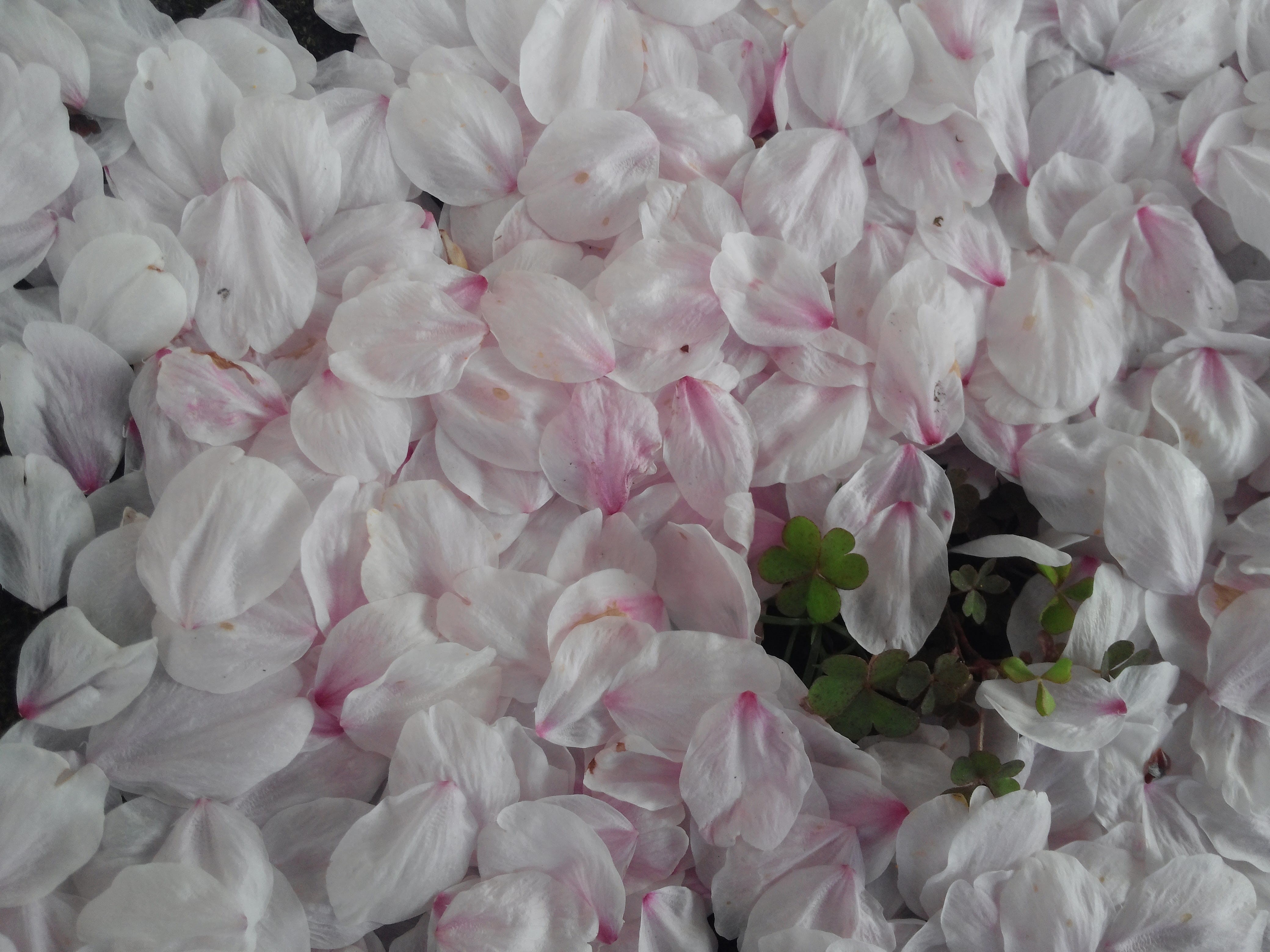 large group of objects, pink, beauty in nature, Cherry, petal, flowering plant, nature, softness, close-up, bouquet, natural, abundance, Grass, outdoors, HD Wallpaper