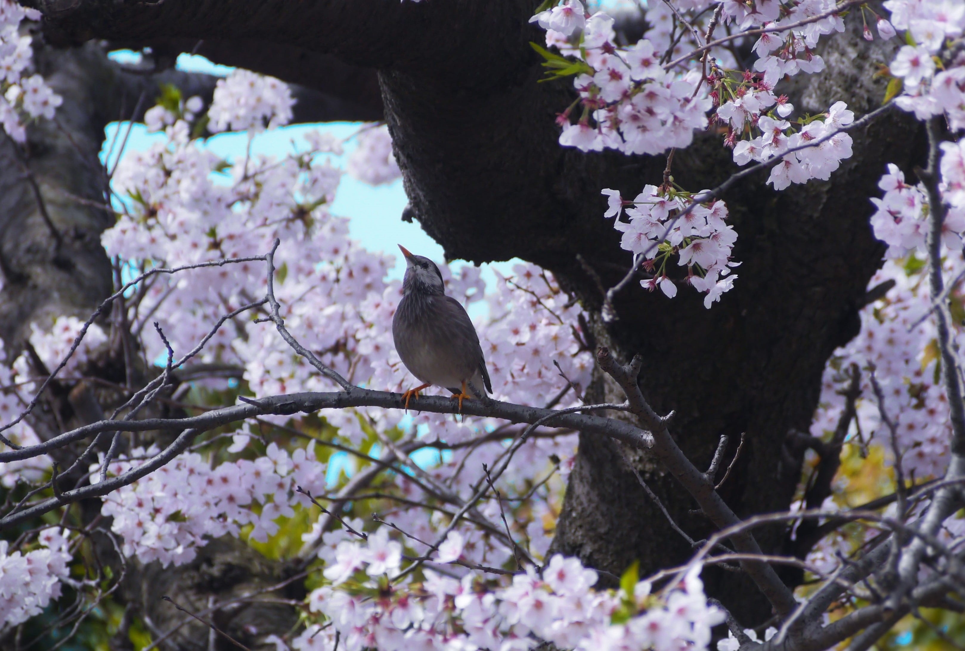 Cherry, bird, cute, 2K, fragility, petal, animal wildlife, perching, pink, one animal, flower, antomasako, animals in the wild, karen, yokosuka, vulnerability, HD Wallpaper