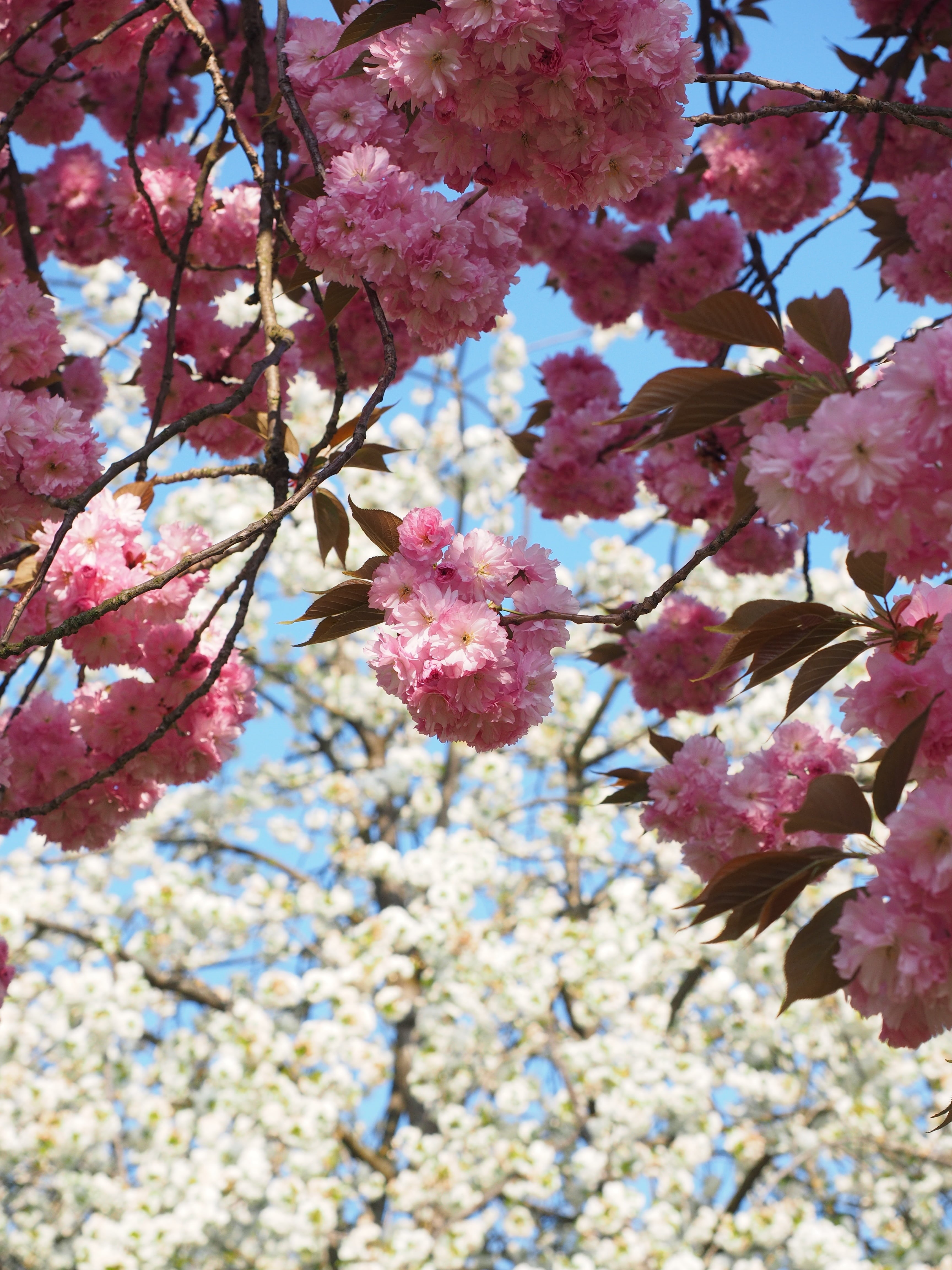 low angle view, blossom branches, tree, blütenmeer, herrlich, prunus serrulata, nature, cherry, summer day, prunus, close-up, flowering twig, plant, fragility, Phone HD Wallpaper