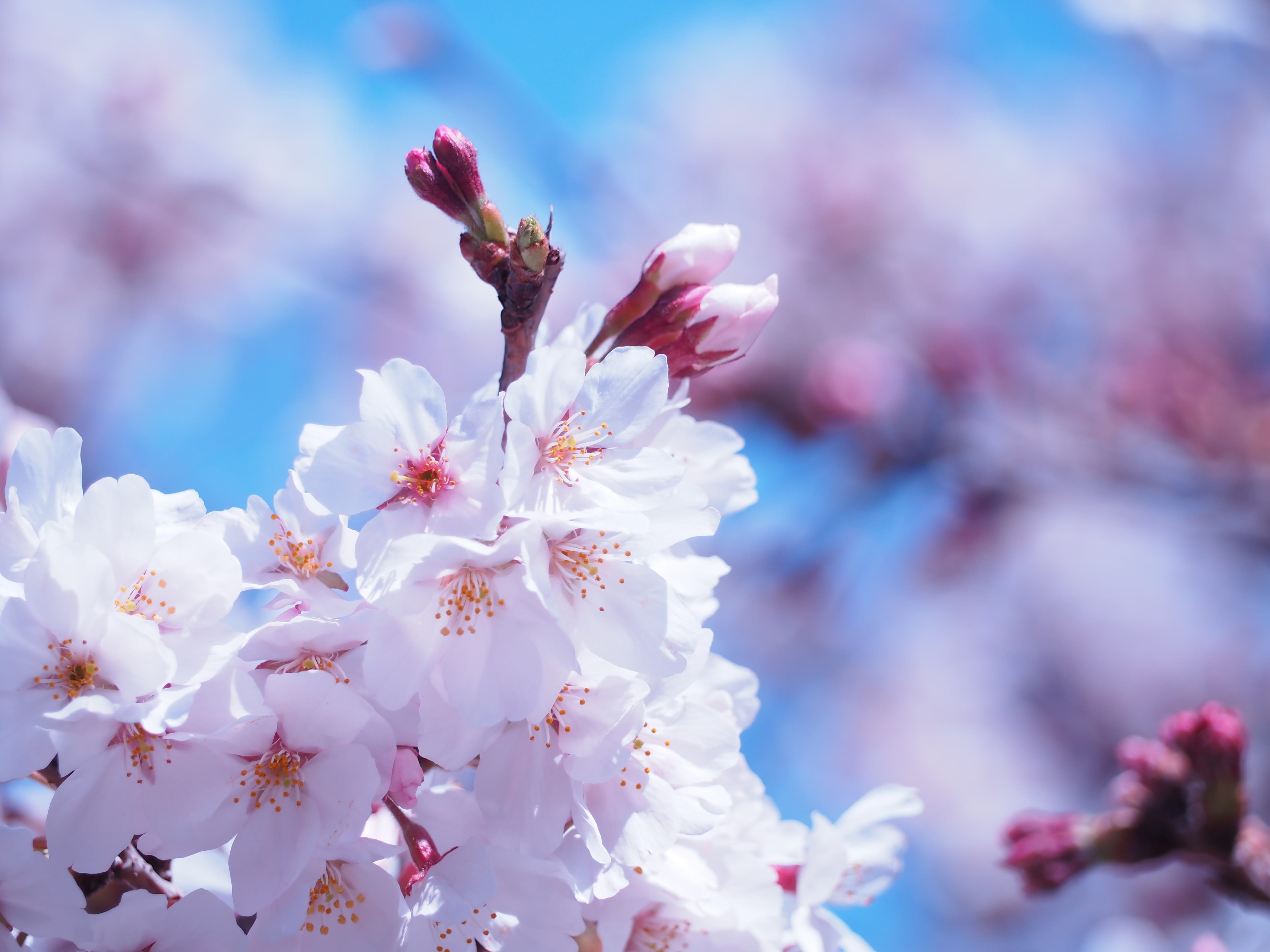 cherry, 4K, nature, white, close-up, flowers, spring, pollen, branch, outdoors, vulnerability, inflorescence, bunch of flowers, fragility, plant, plum blossom, HD Wallpaper