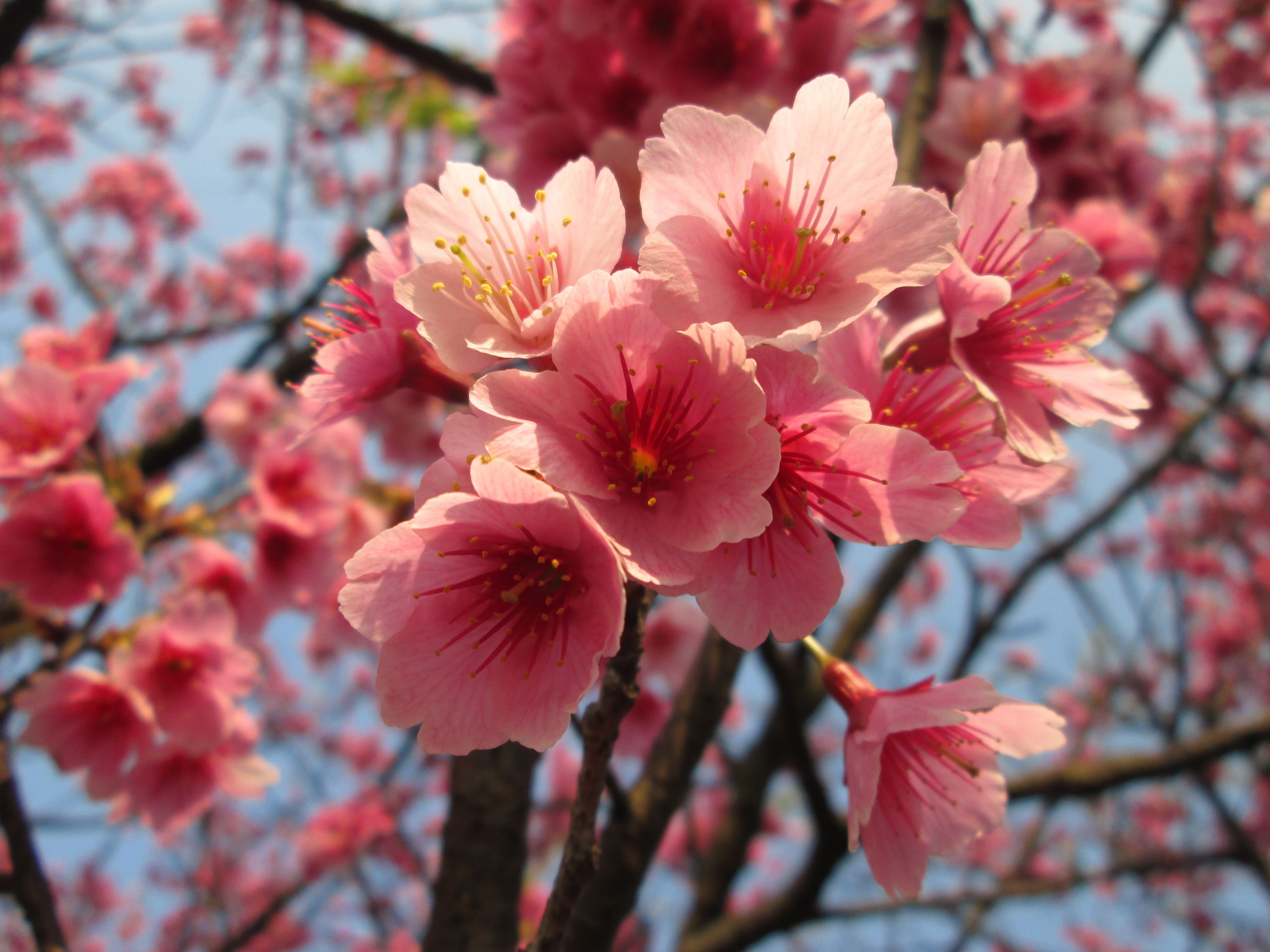 blossom, cherry blossom, 4K, flower head, branch, yoshino yīng, petal, inflorescence, plant, springtime, tree, japan, spring, no people, focus on foreground, HD Wallpaper