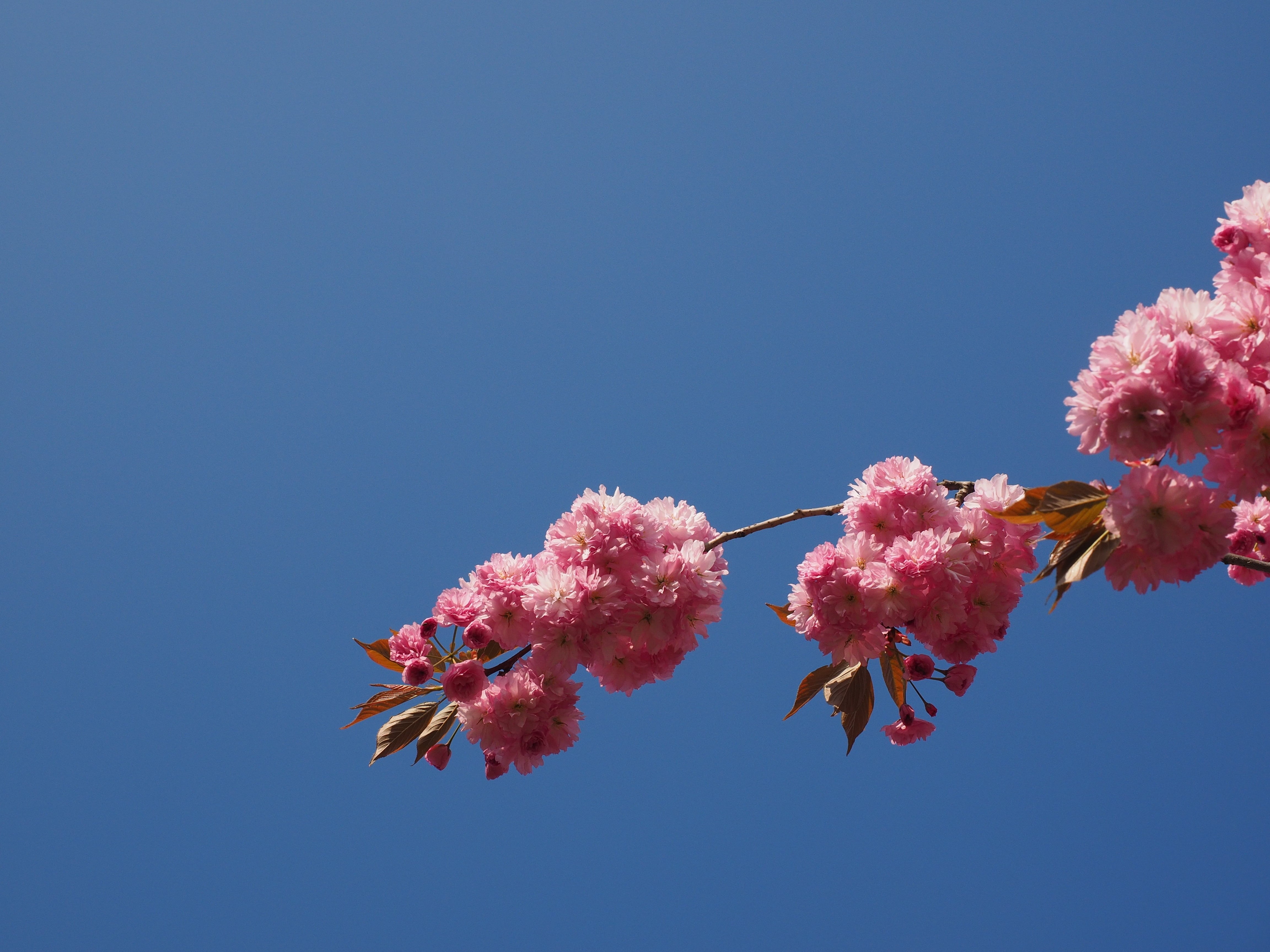 spring, outdoors, japanese cherry trees, low angle view, ornamental plant, cherry tree, vulnerability, sky, cherry blossom, clear sky, prunus, oriental cherry, HD Wallpaper