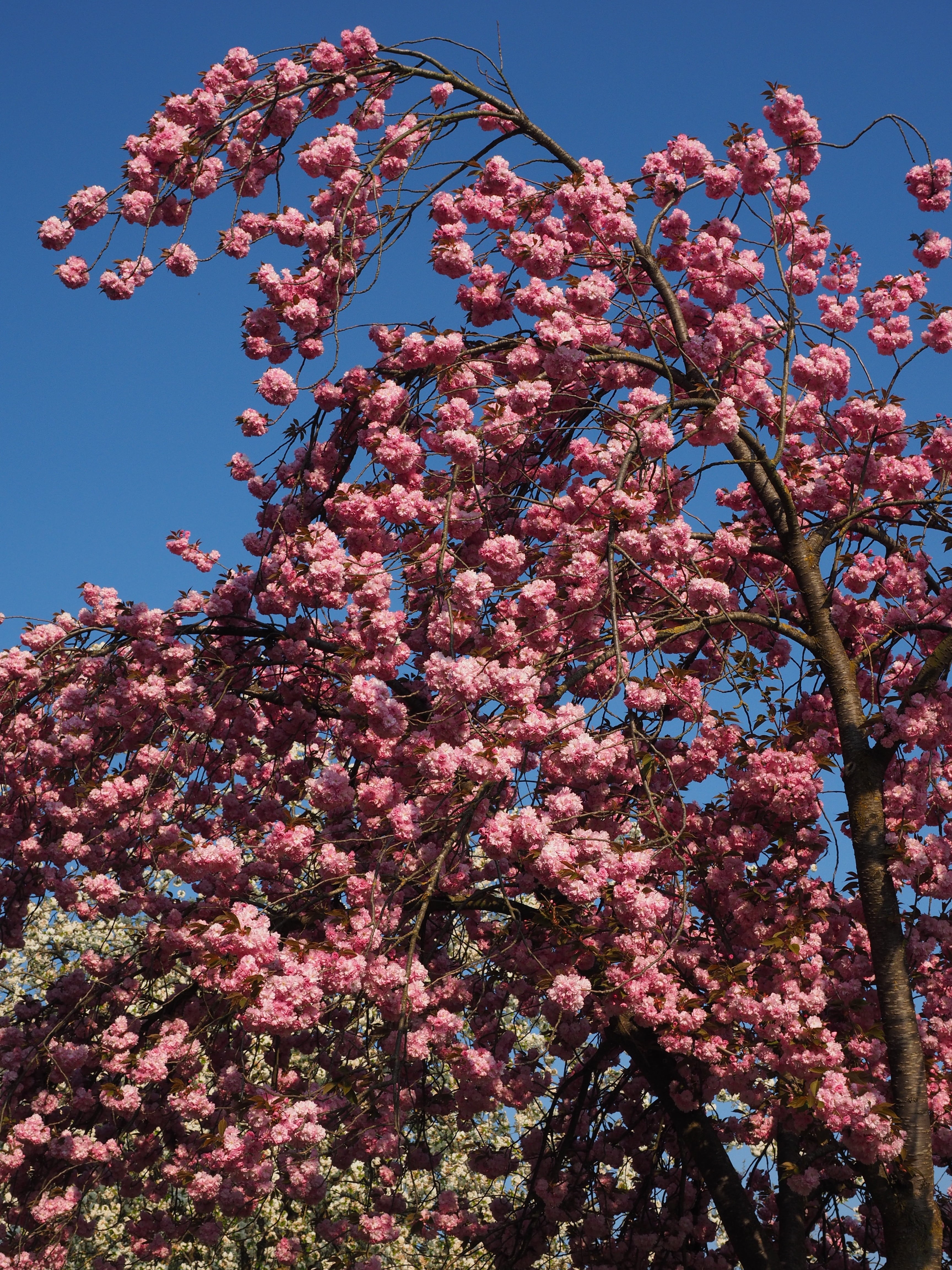 yoshino-cherry, low angle view, growth, yoshino, ornamental cherry, fragility, japanese flowering cherry, freshness, japanese cherry trees, japanese culture, Phone HD Wallpaper