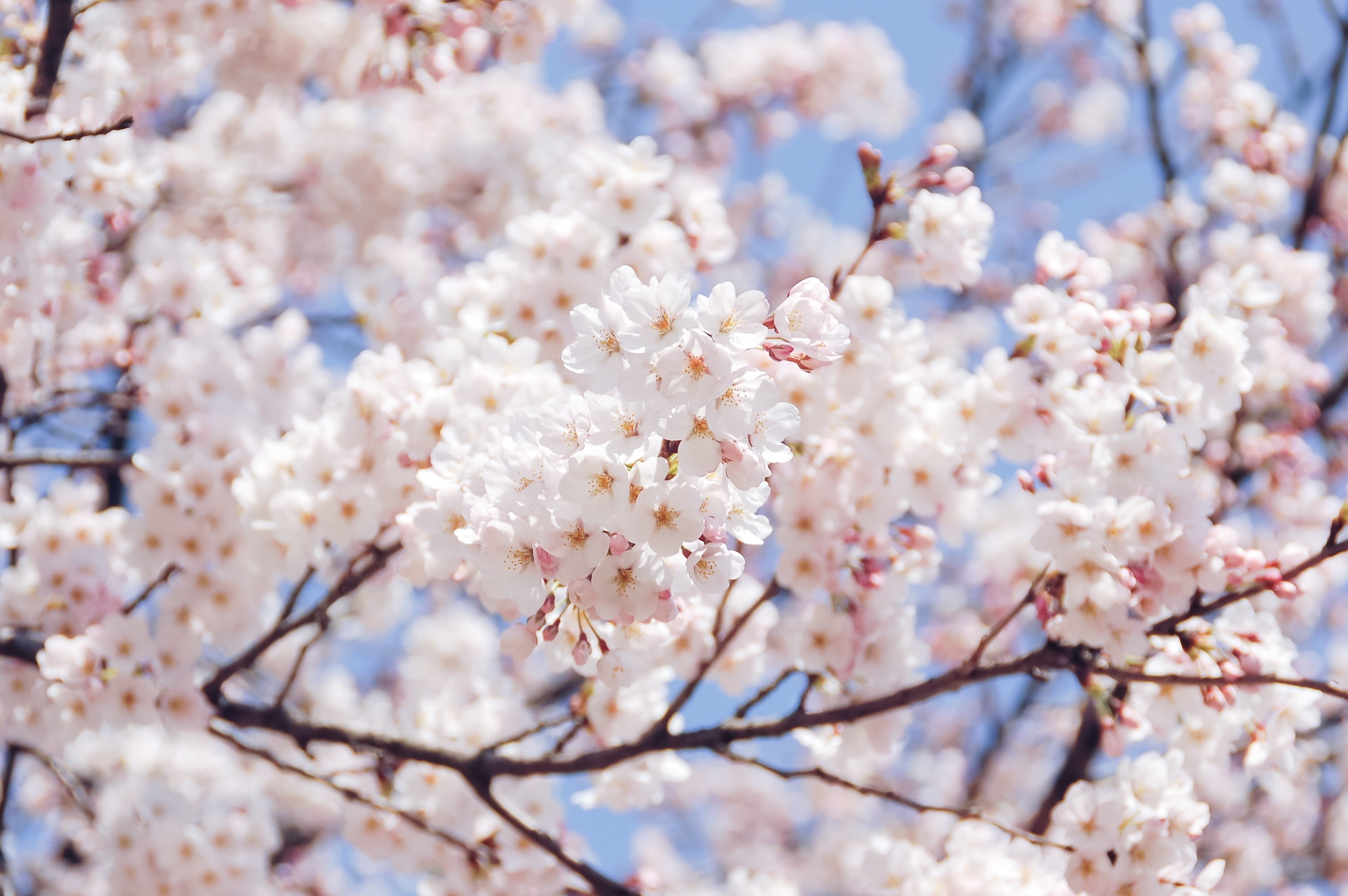 close-up, flowers, cherry blossom viewing, vulnerability, branch, springtime, nature, pink, flowering plant, cherry blossom, outdoors, fragility, flower, HD Wallpaper
