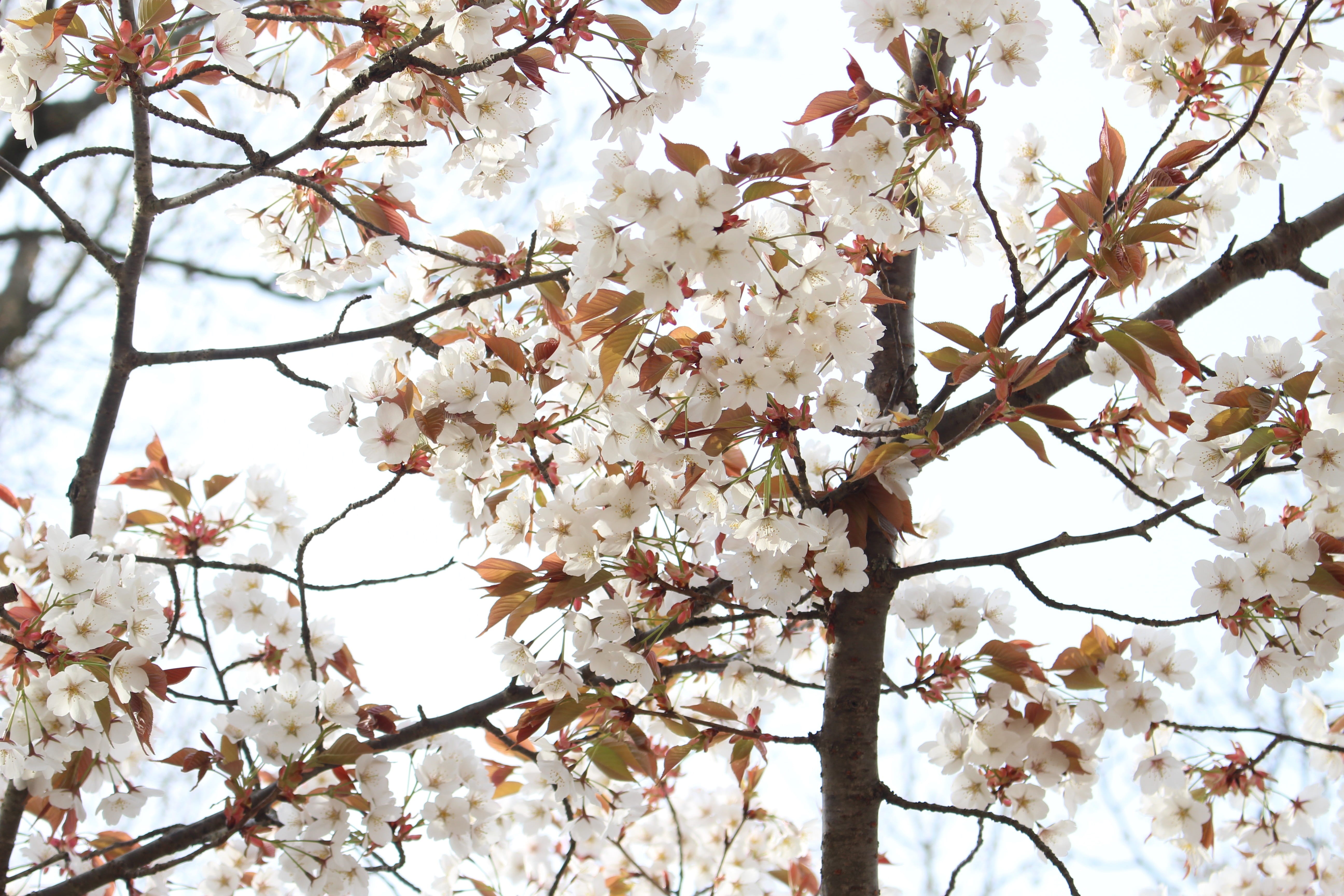 cool, tree, cherry, spring, flowers, nature, Japan, up, growth, cute, flower, outdoors, cherry blossom, freshness, low angle view, flower head, Yoshino Cherry Tree, HD Wallpaper