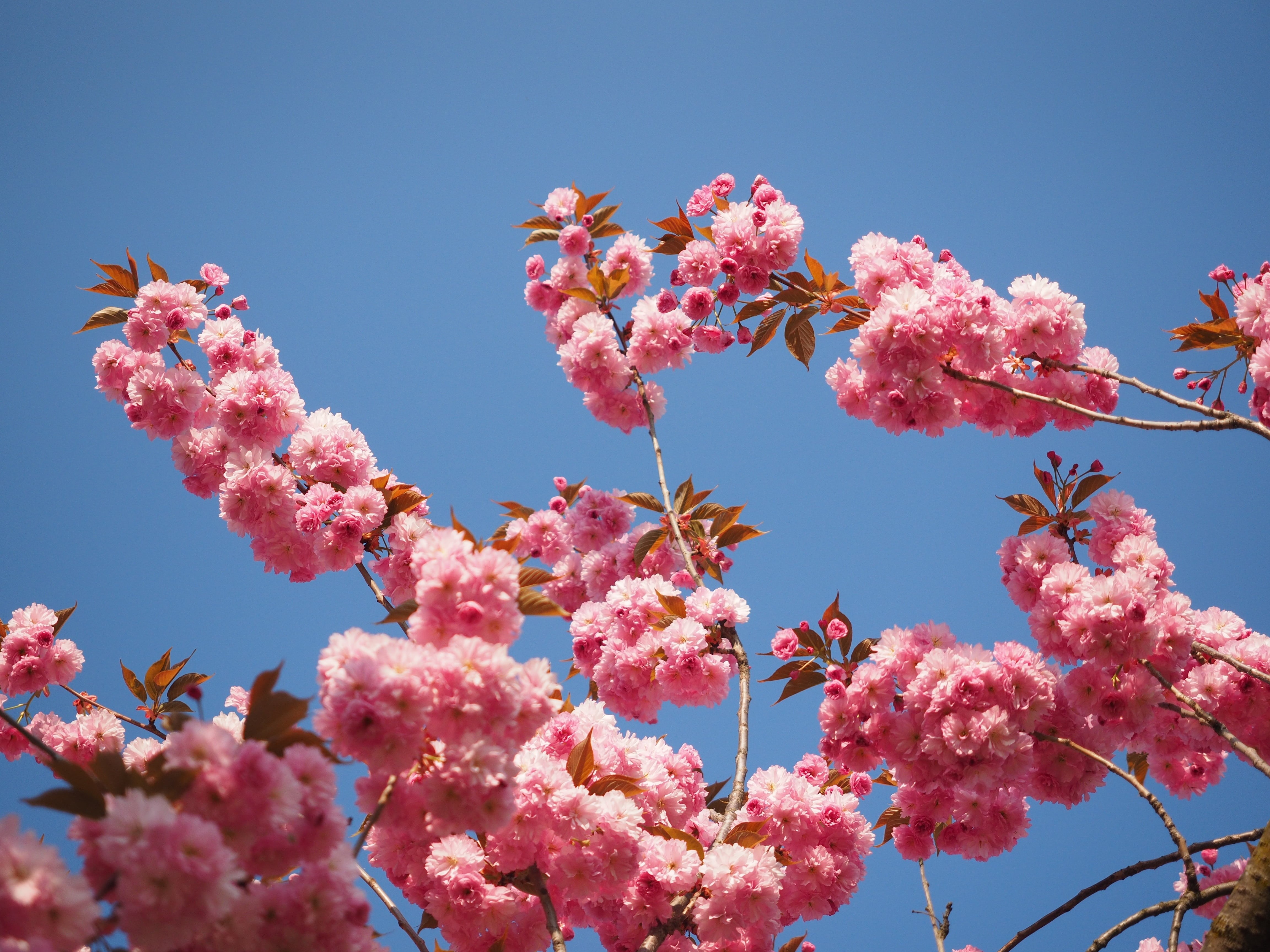 japanese cherry, yoshino, japanese flowering cherry, tradition, bud, flowering twig, vulnerability, ornamental cherry, nature, flower head, rosaceae, springtime, HD Wallpaper