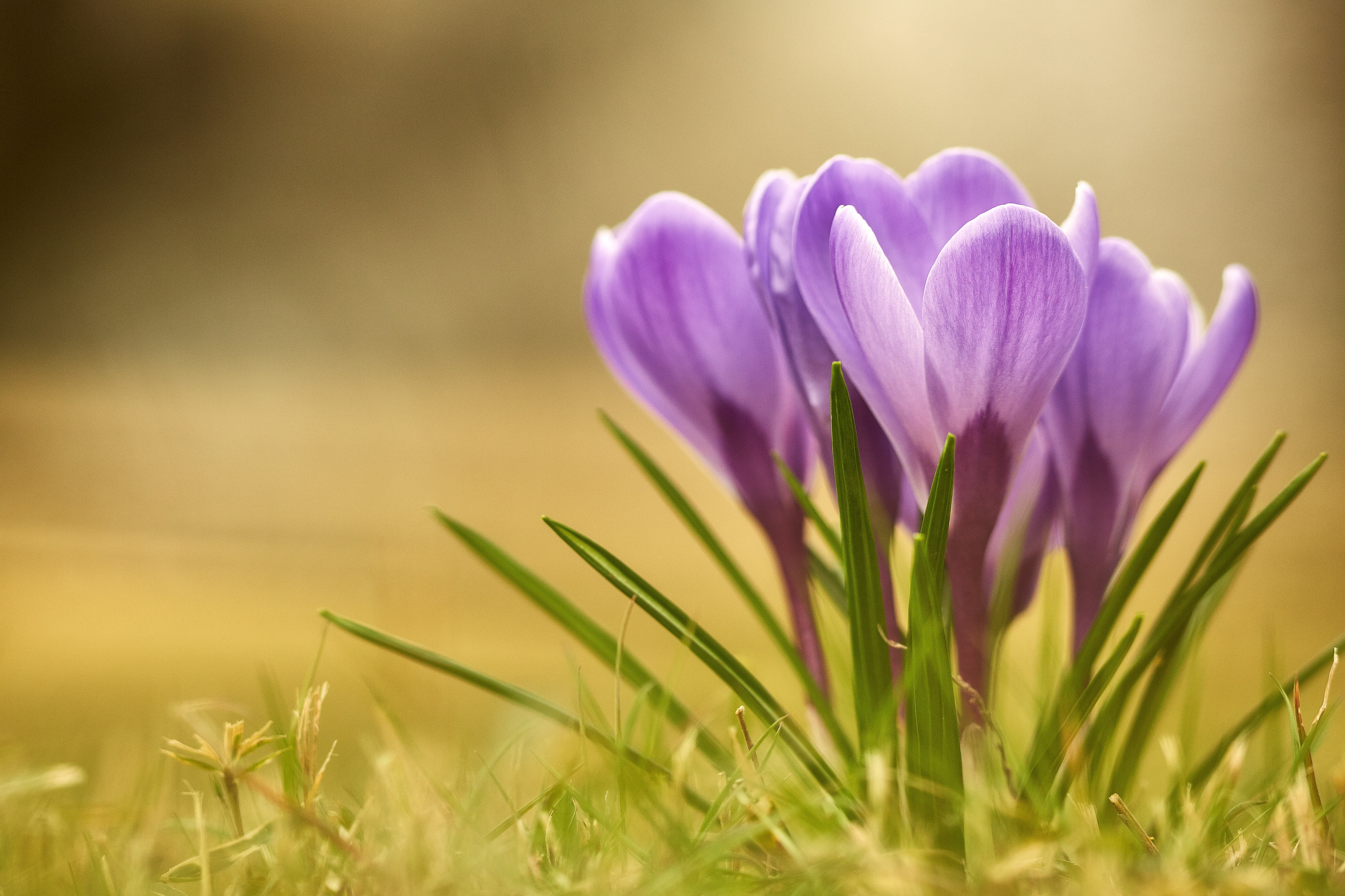 photo, outdoors, 5K, nature, come around, summer, plant, season, flower, meadow, crocus, springtime, Canon, shi, purple, close-up, Spring has come, Saitama  JAPAN, HD Wallpaper