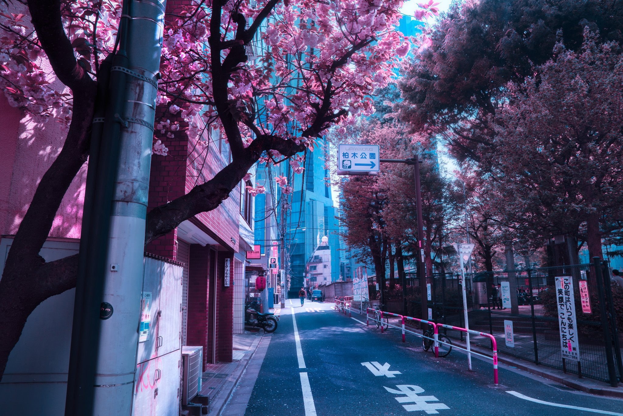 flowering in the spring, 1080P, city street, Japan, HD Wallpaper