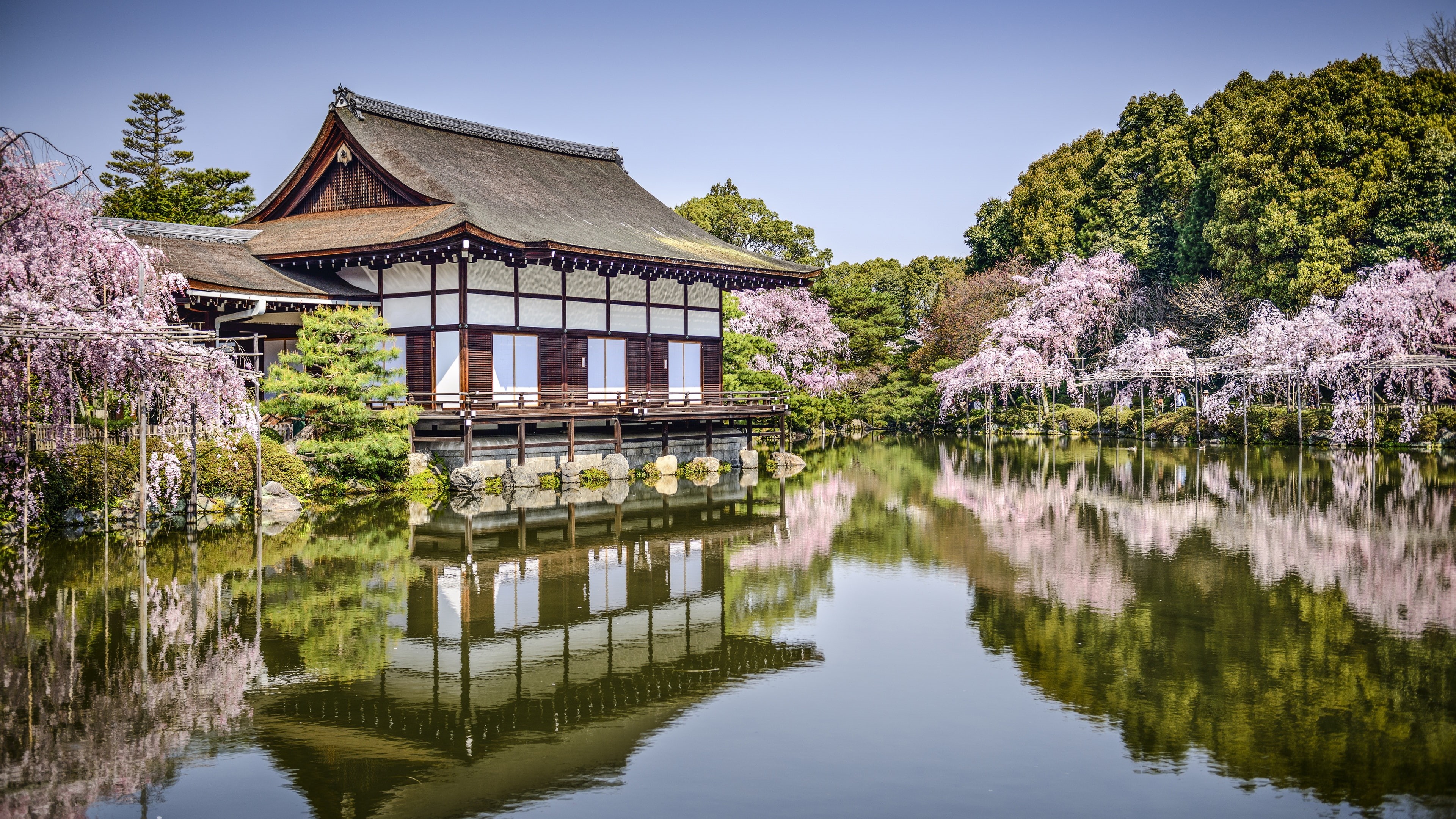 Flowers, Spring, 4K, Jingu, Japan, Heian, Pond, Kyoto, HD Wallpaper