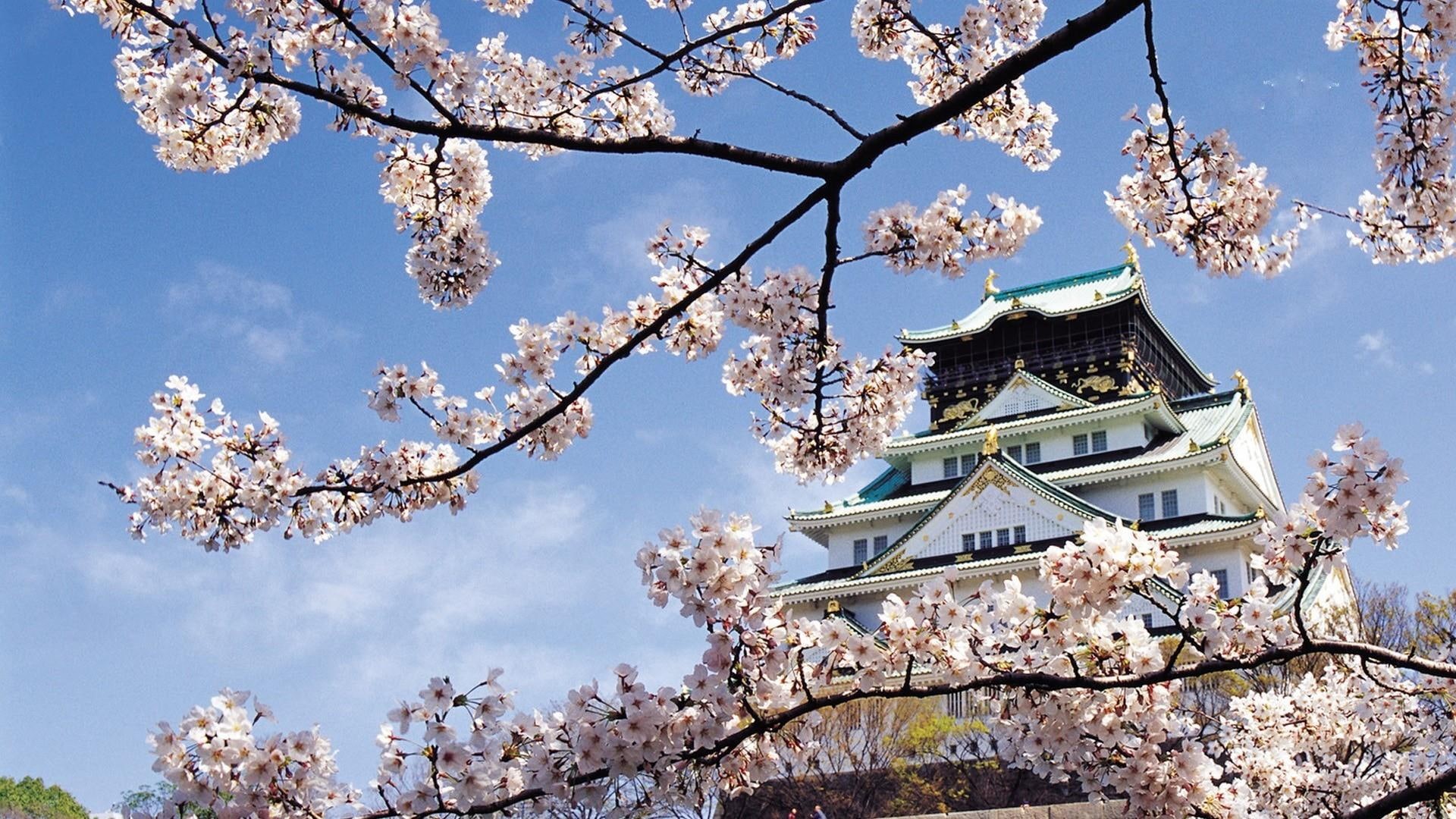 1080P, blossom, spring, bloom, cherry blossom, japan, japanese cherry, sky, HD Wallpaper