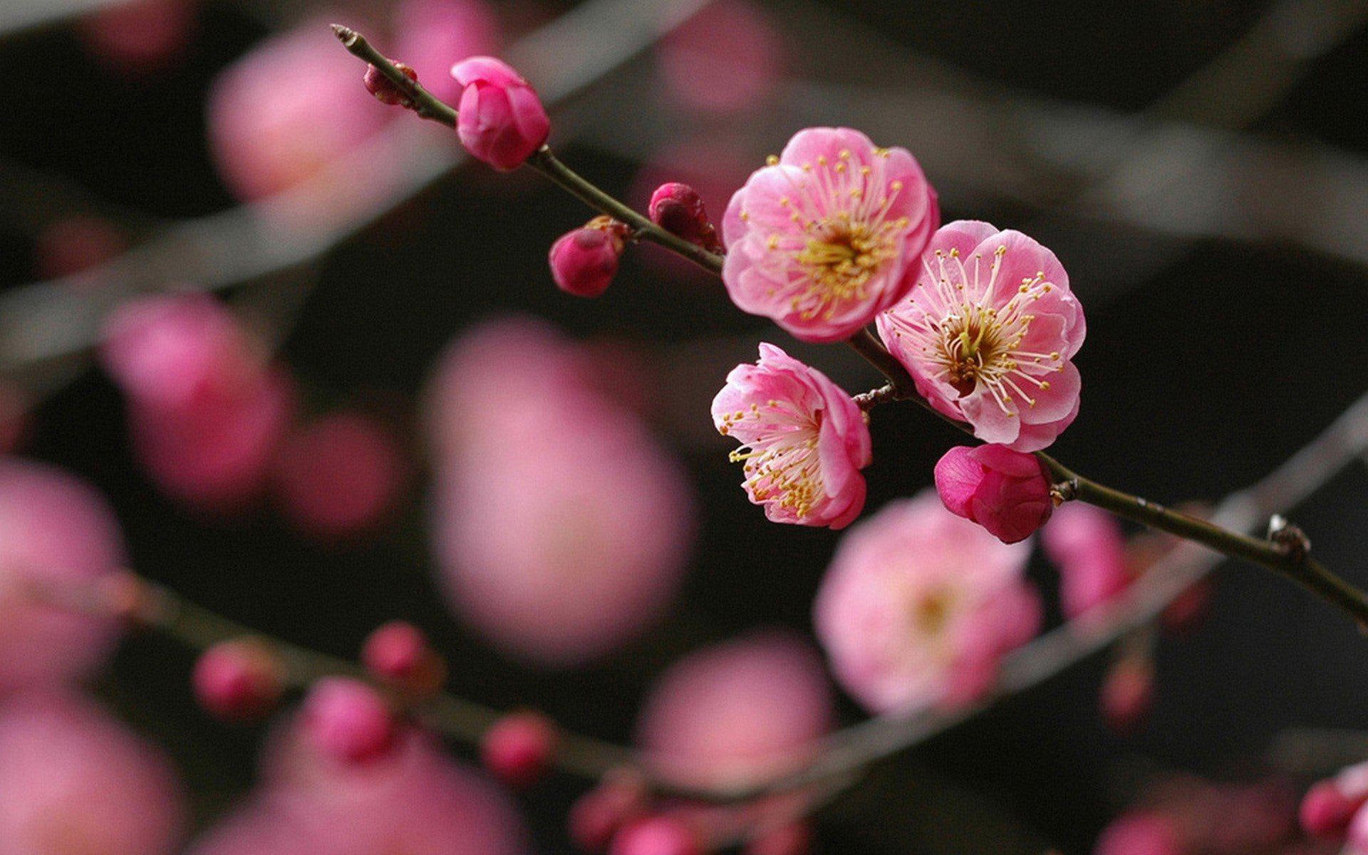 flowers, spring, photos, blossoms, cherry, 1080P, japan, HD Wallpaper