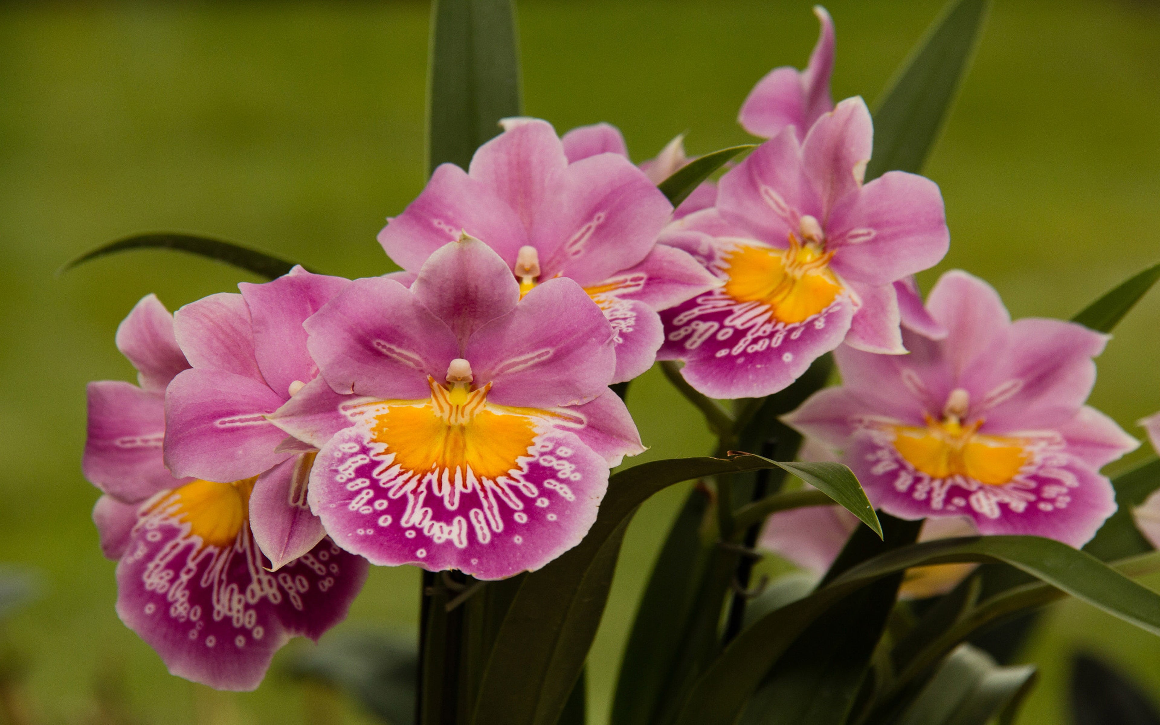 bloom, orchids, pink, freshness, mobile, full, pollen, flower, outdoors, miltoniopsis, petals, inflorescence, yellow, close-up, 4K, growth, HD Wallpaper