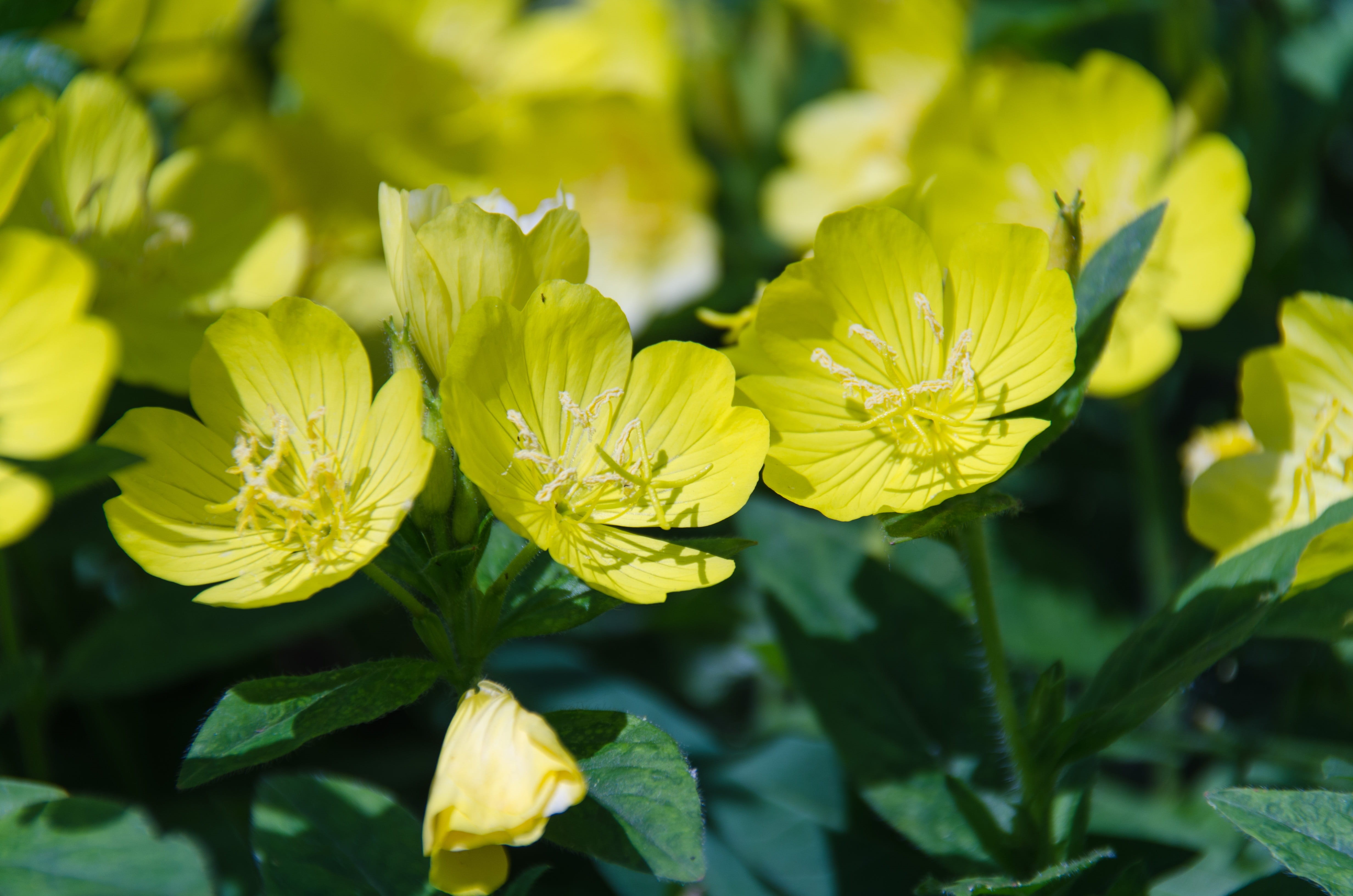 leaf, green color, grass, no people, yellow, inflorescence, flowerbed, day, flowering plant, a yellow flower, beauty in nature, primrose, 4K, focus on foreground, HD Wallpaper