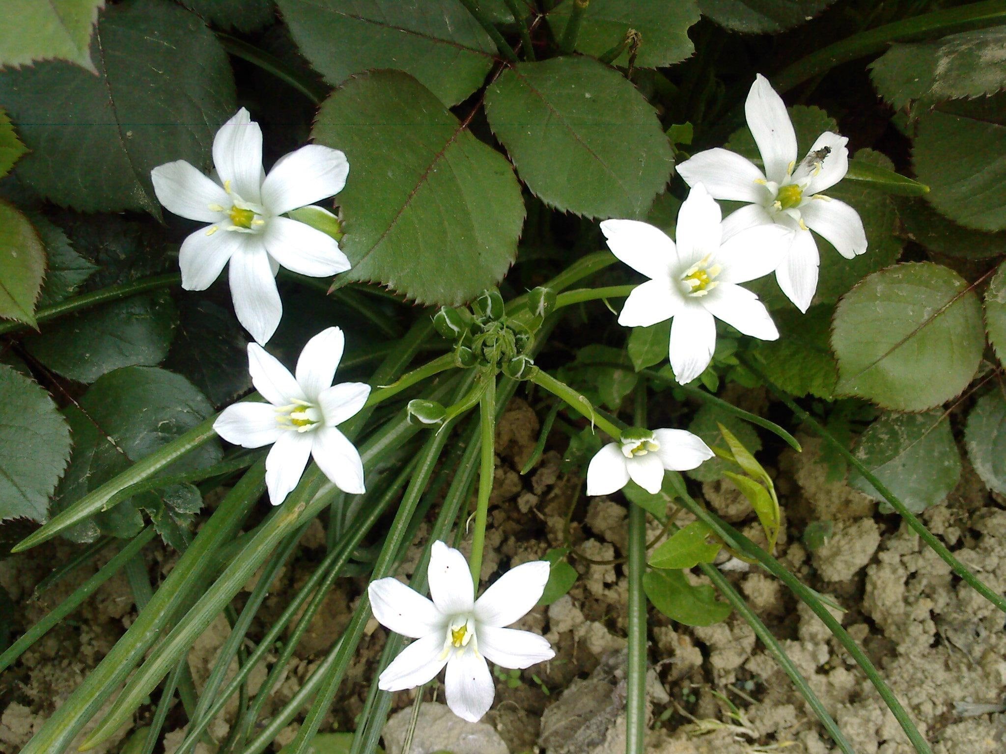 1080P, bloomed, white, 3d and abstract, full, sweet, backyard, pretty, flowers, HD Wallpaper