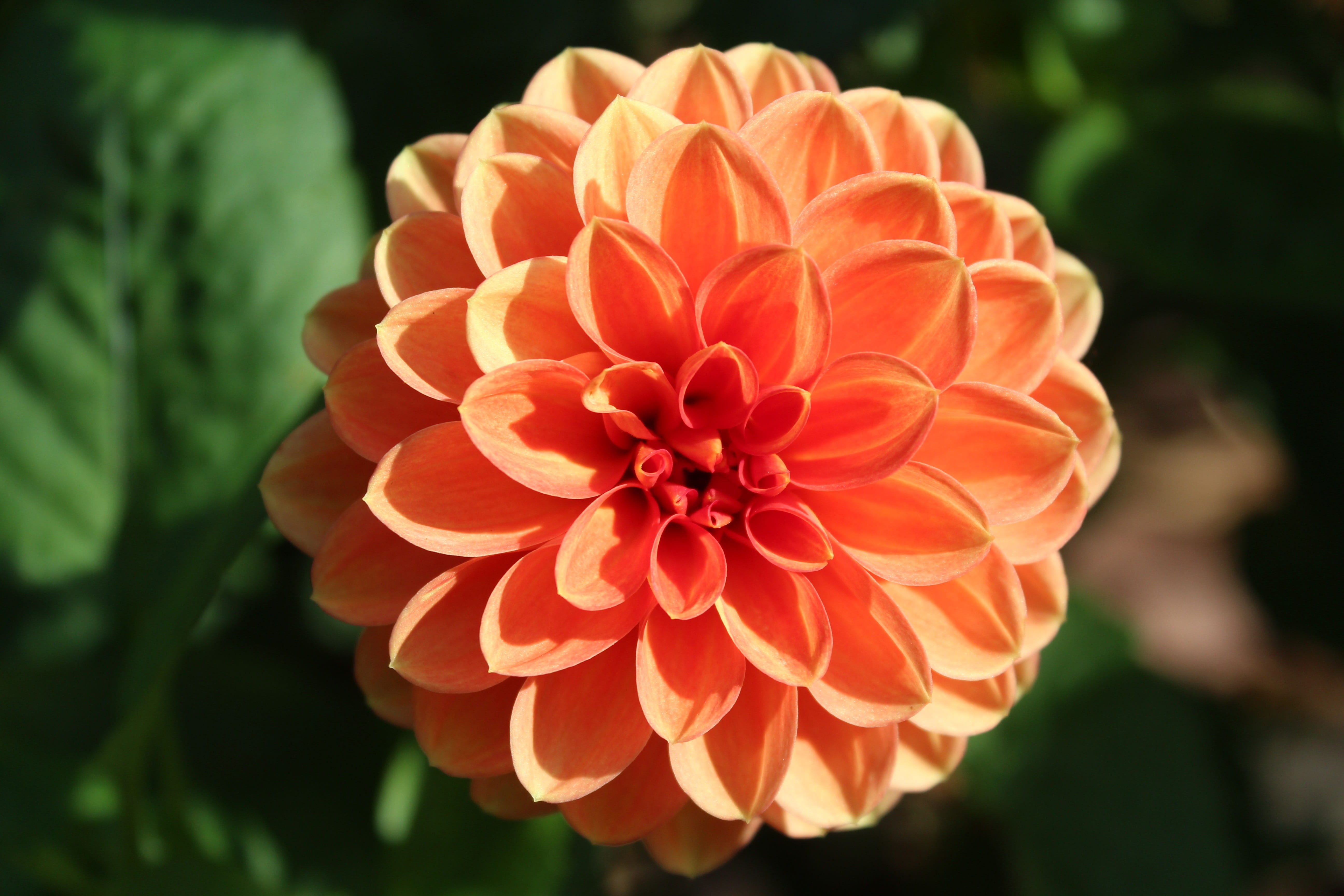 orange, orange color, outdoors, flowering plant, 5K, flower head, petal, red, garden, full bloom, beauty in nature, inflorescence, growth, no people, nature, HD Wallpaper