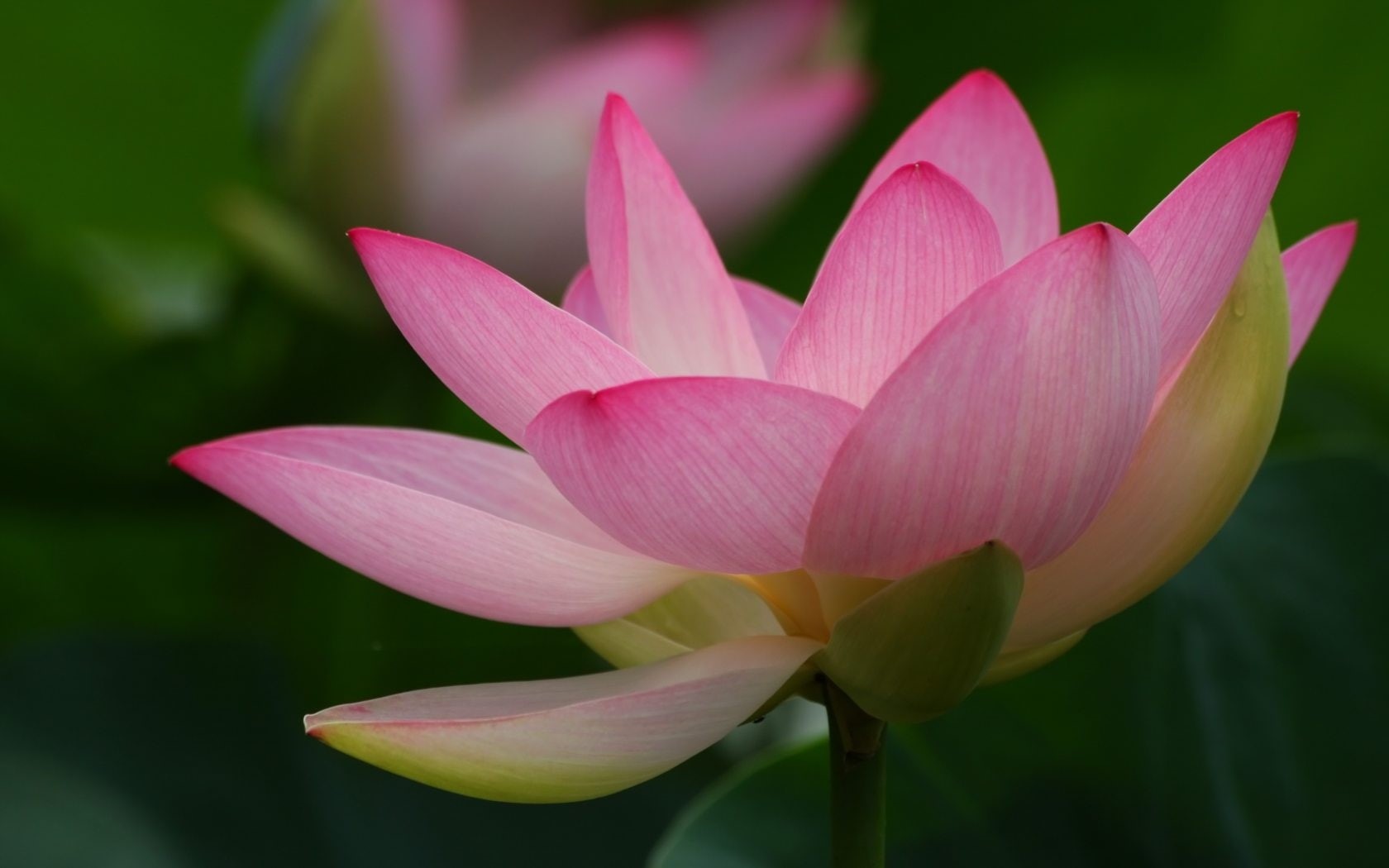 Macro, Lotus, flower, pink, 720P, full, bloom, Photography, HD Wallpaper