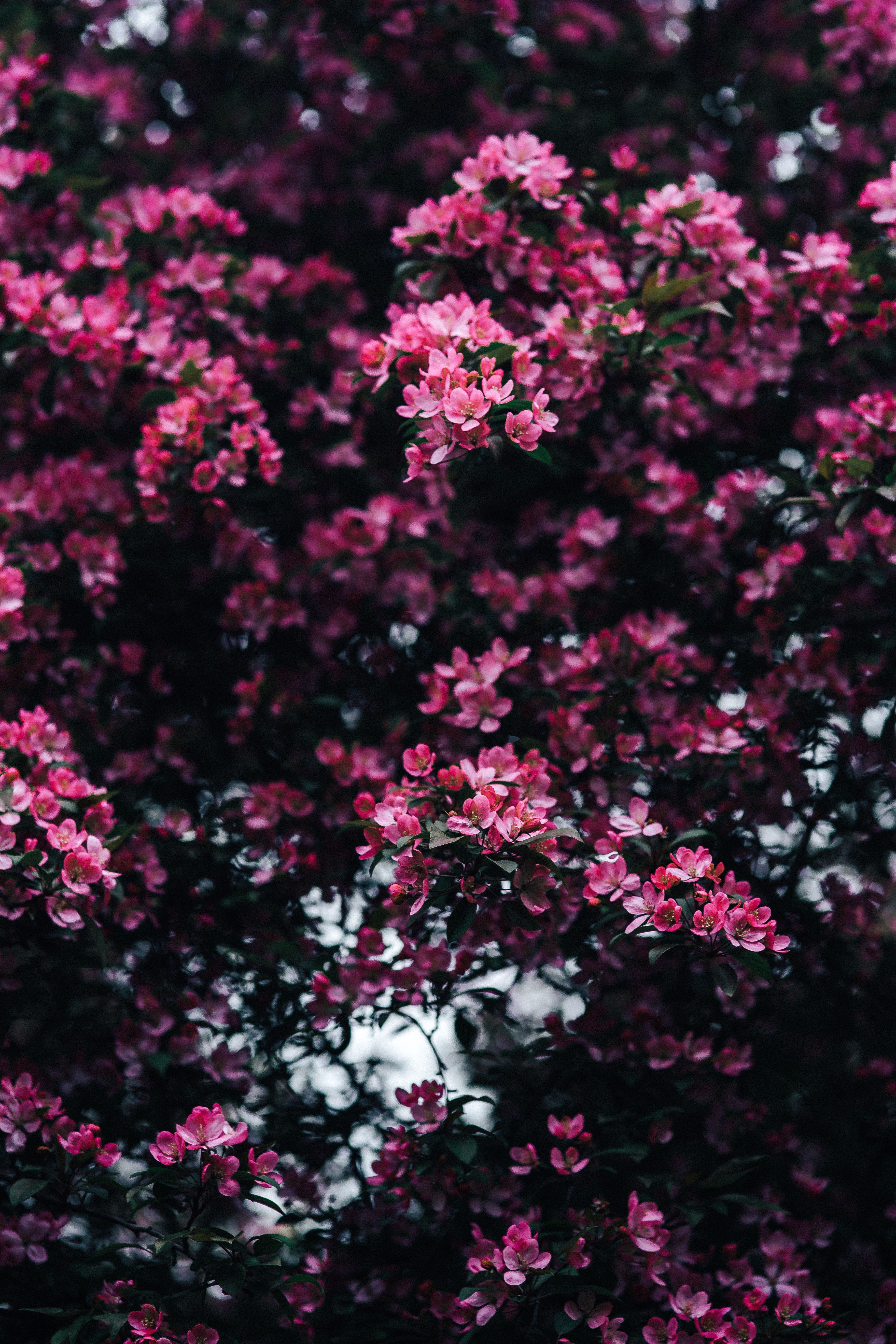 backgrounds, branches, fragility, cherry blossom, flower, no people, purple, beauty In Nature, copy space, day, selective focus, vulnerability, branch, Phone HD Wallpaper