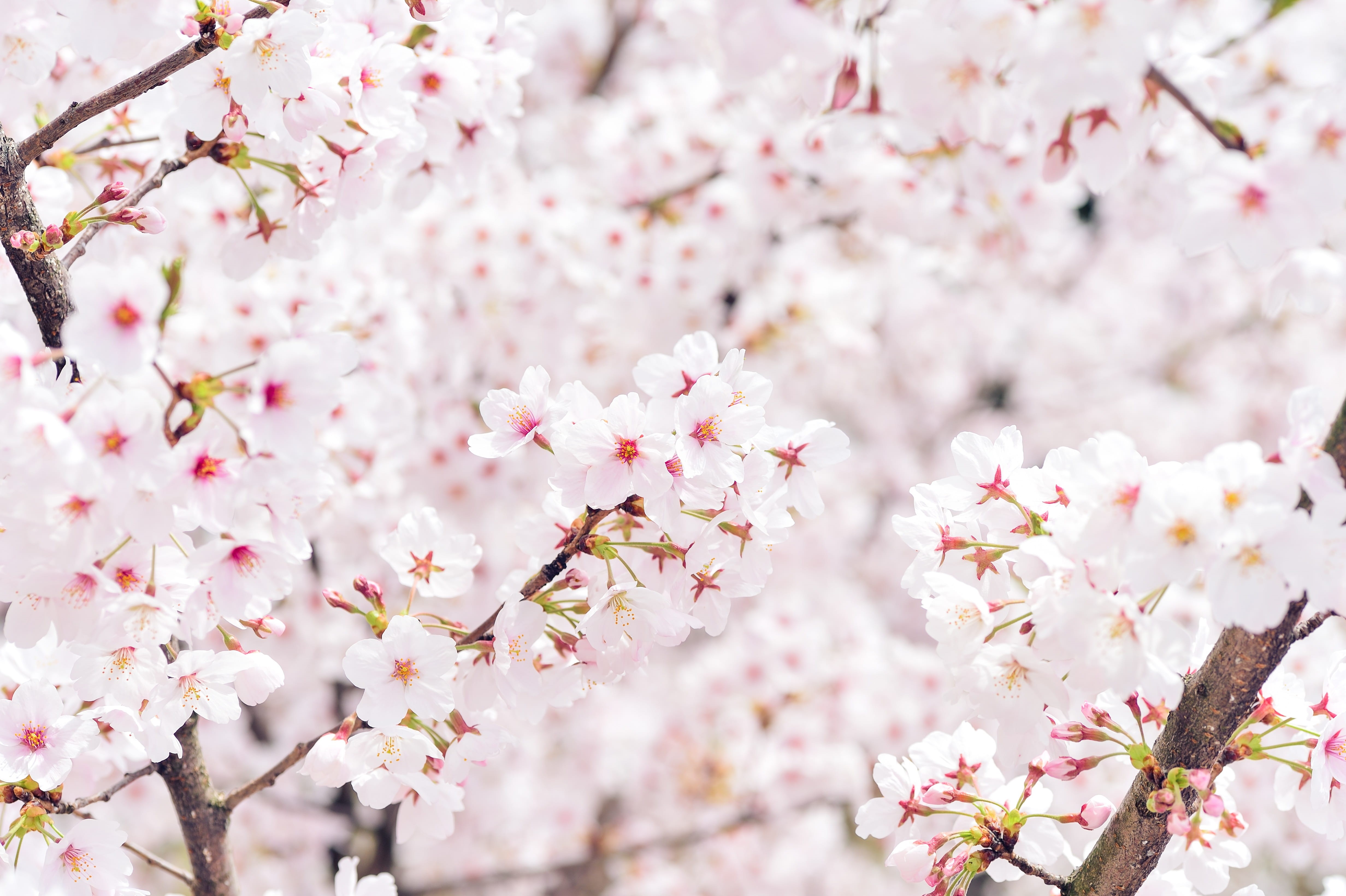 beauty in nature, flower, fragility, vulnerability, Cherry, springtime, outdoors, pink, no people, growth, Spring, nature, freshness, white, branch, blossoms, HD Wallpaper