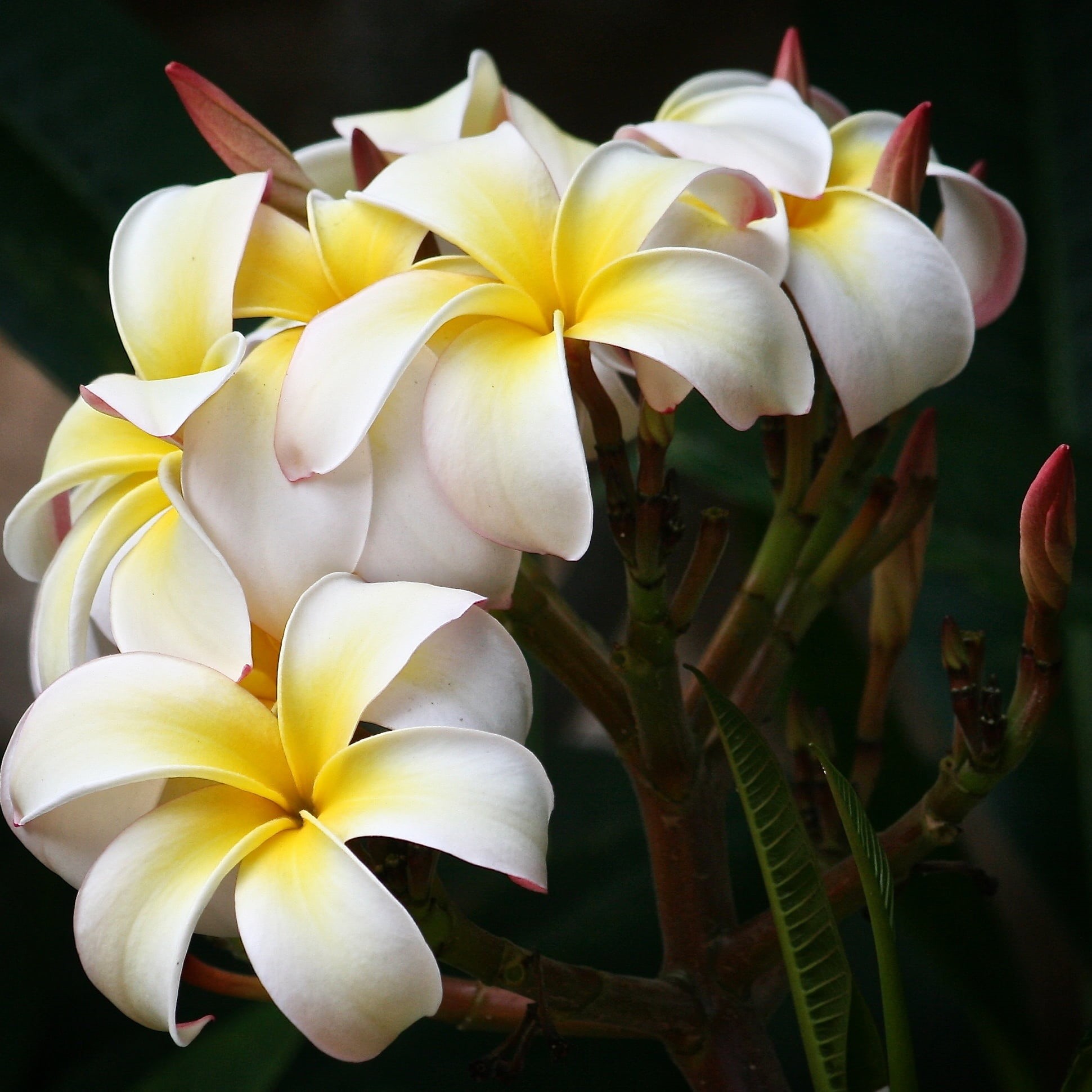 petal, outdoors, flower, plant, freshness, flowers, frangipani, inflorescence, close-up, blossom, yellow, white, botanical, beauty in nature, growth, plumeria, Phone HD Wallpaper