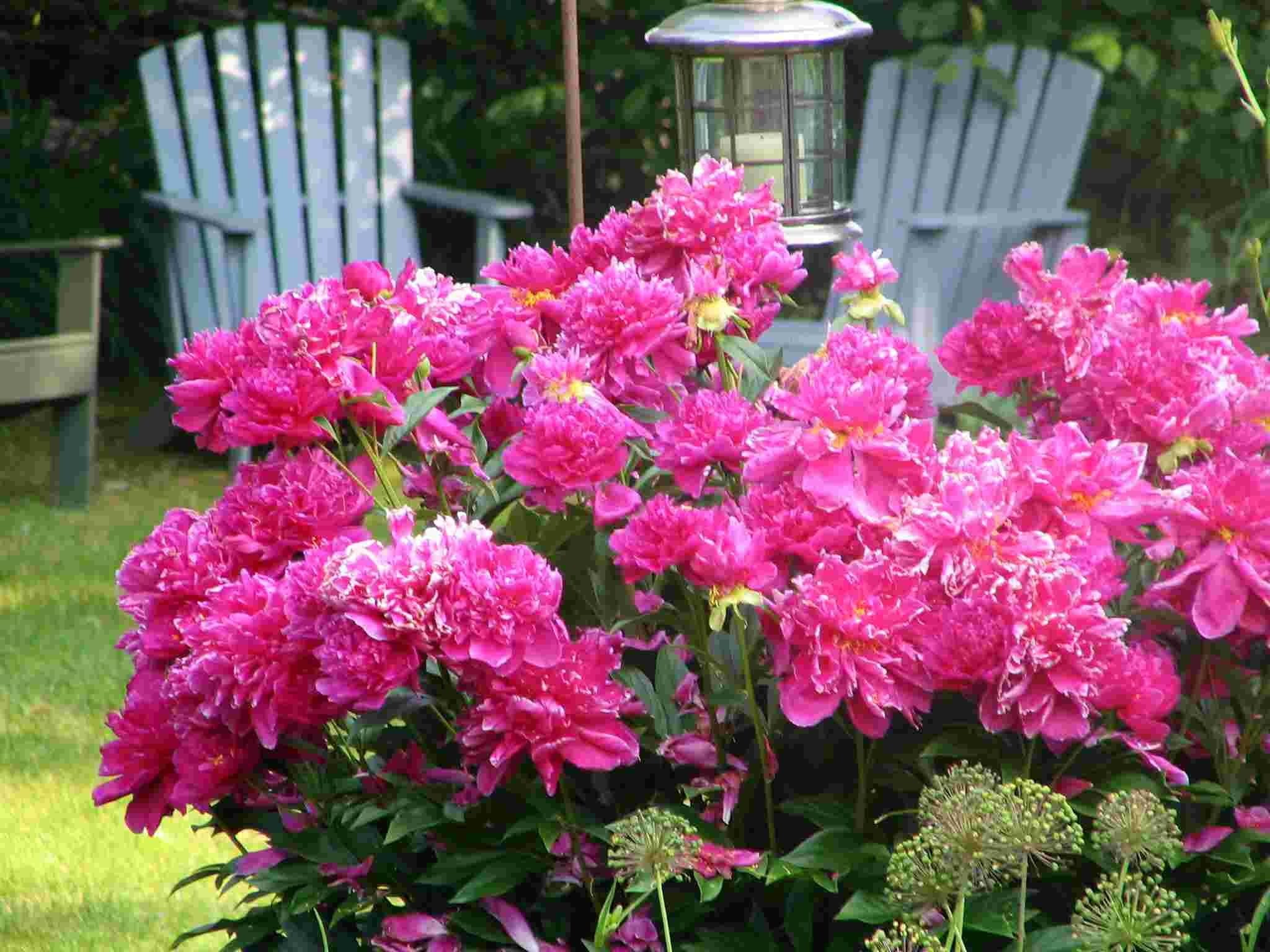 3d and abstract, peony, 1080P, blooms, bloom, flowers, garden, full, bushes, photography, petaled, pink, HD Wallpaper