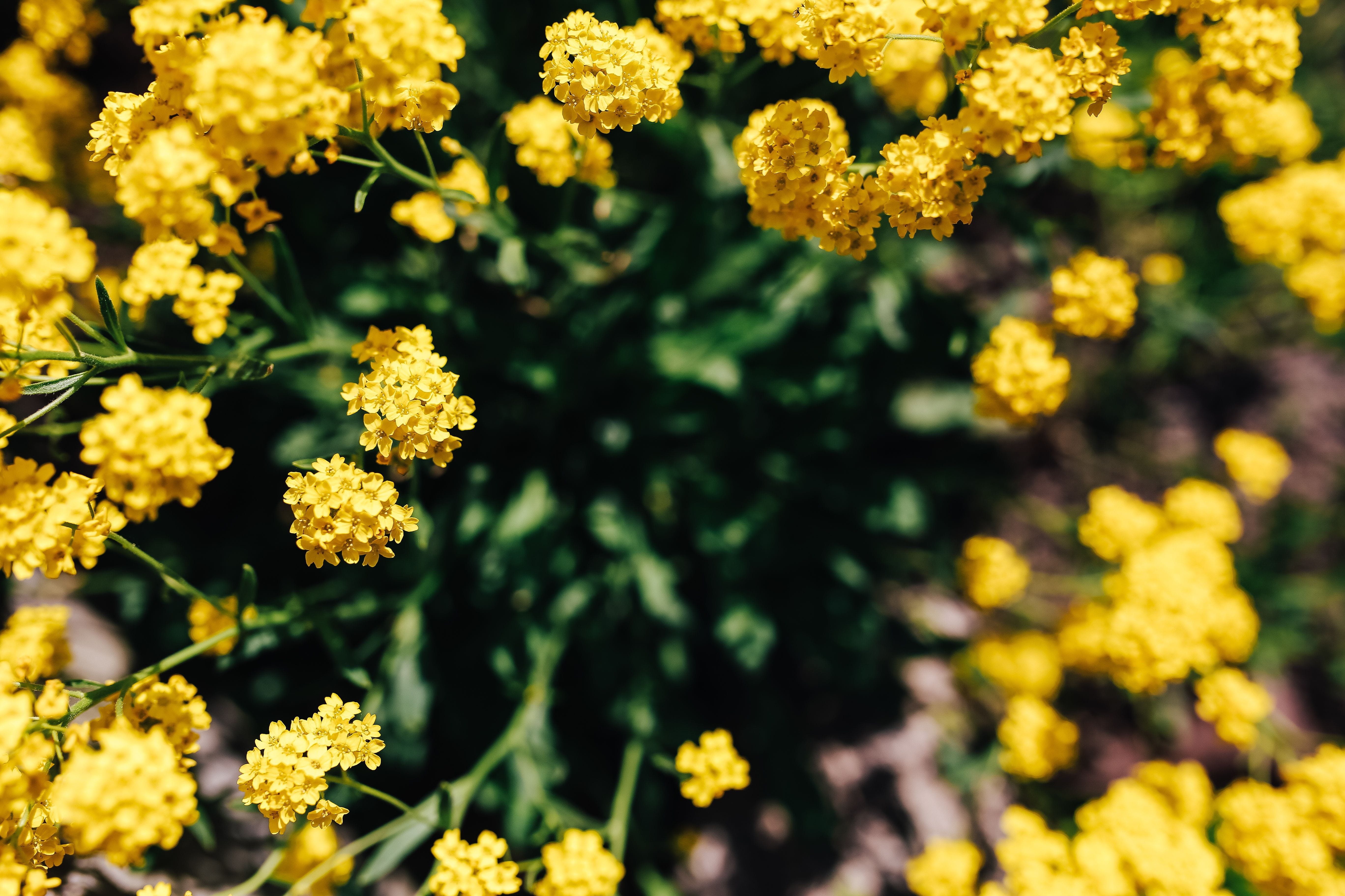 flower, spring, food, flower Head, day, focus on foreground, Small, herb, no people, backgrounds, nature, flowers, selective focus, beauty In Nature, green color, HD Wallpaper