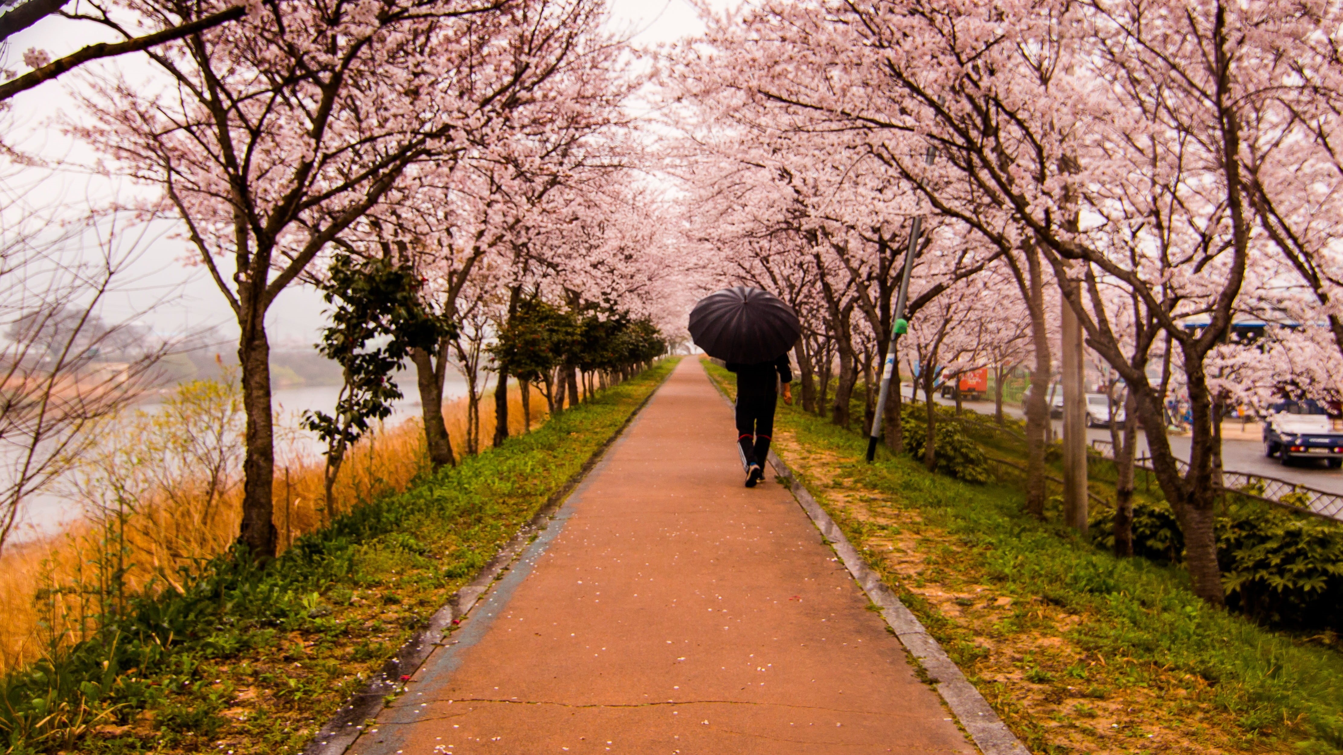 full length, pink, spring, transportation, walking on, travel, flower, rear view, lifestyles, landscape, treelined, autumn, growth, people, cherry blossom, HD Wallpaper
