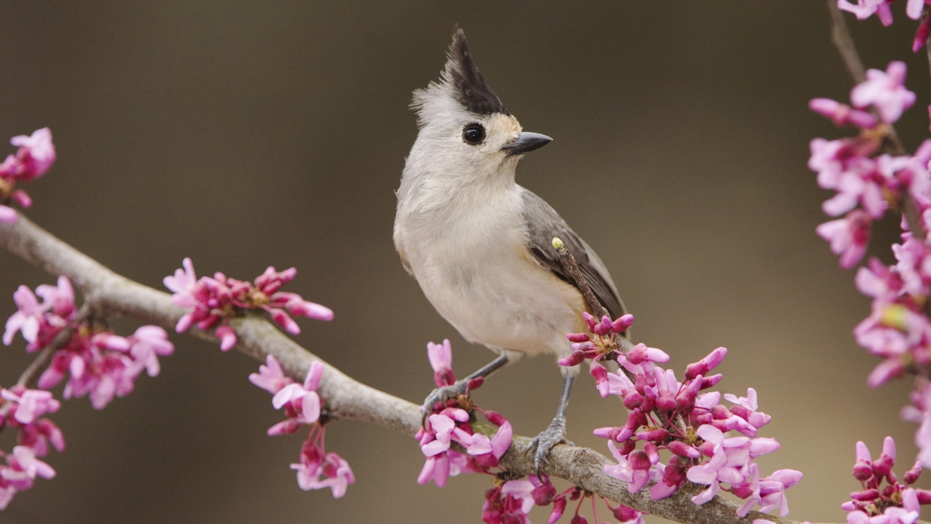 1080P, full, Flowers, Bird, Bloom, HD Wallpaper