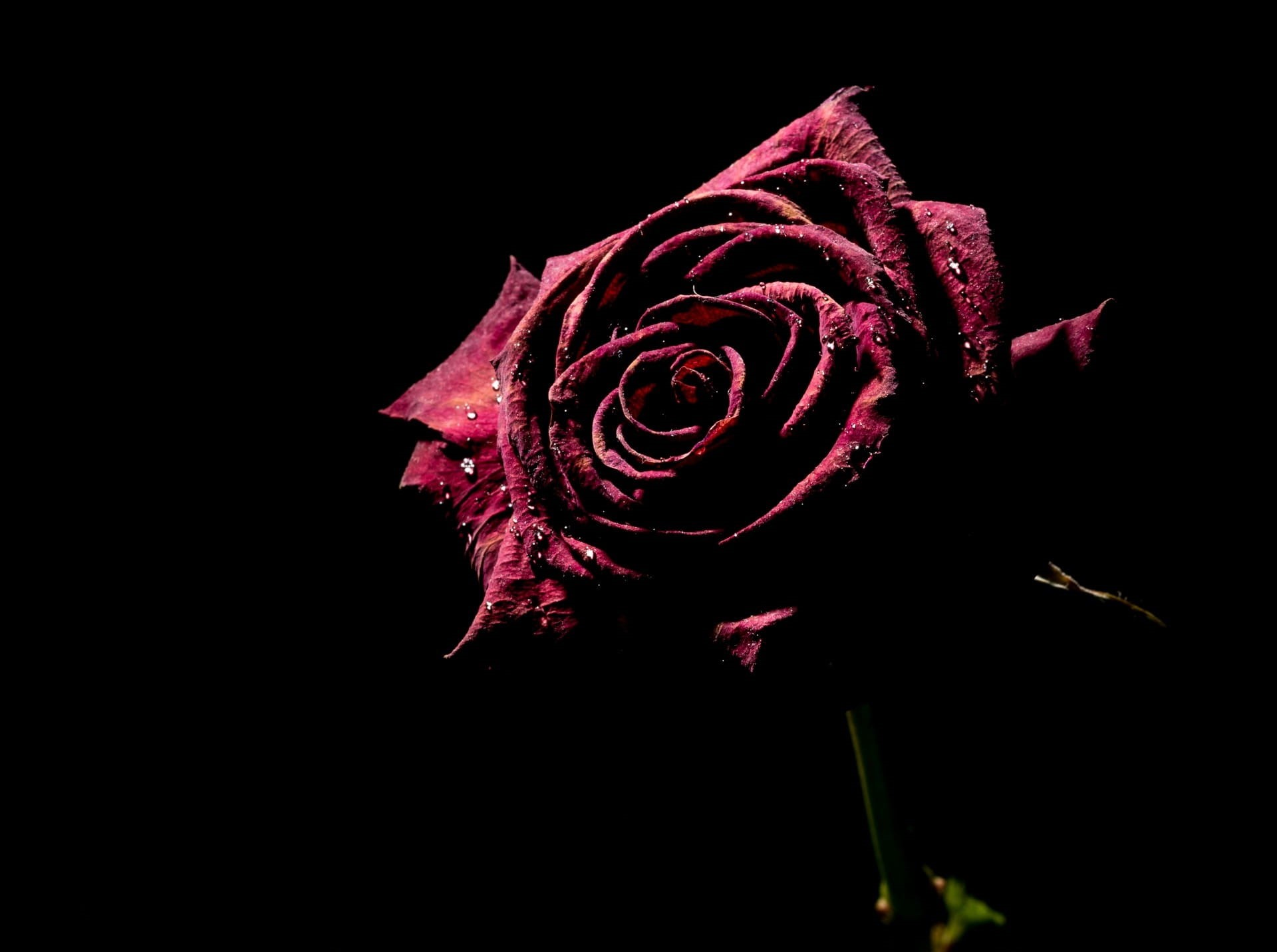 red, flowering plant, night, inflorescence, dew, dark, withered, wilted plant, drops, background, woman, dried, still life photography, copy space, plant, HD Wallpaper