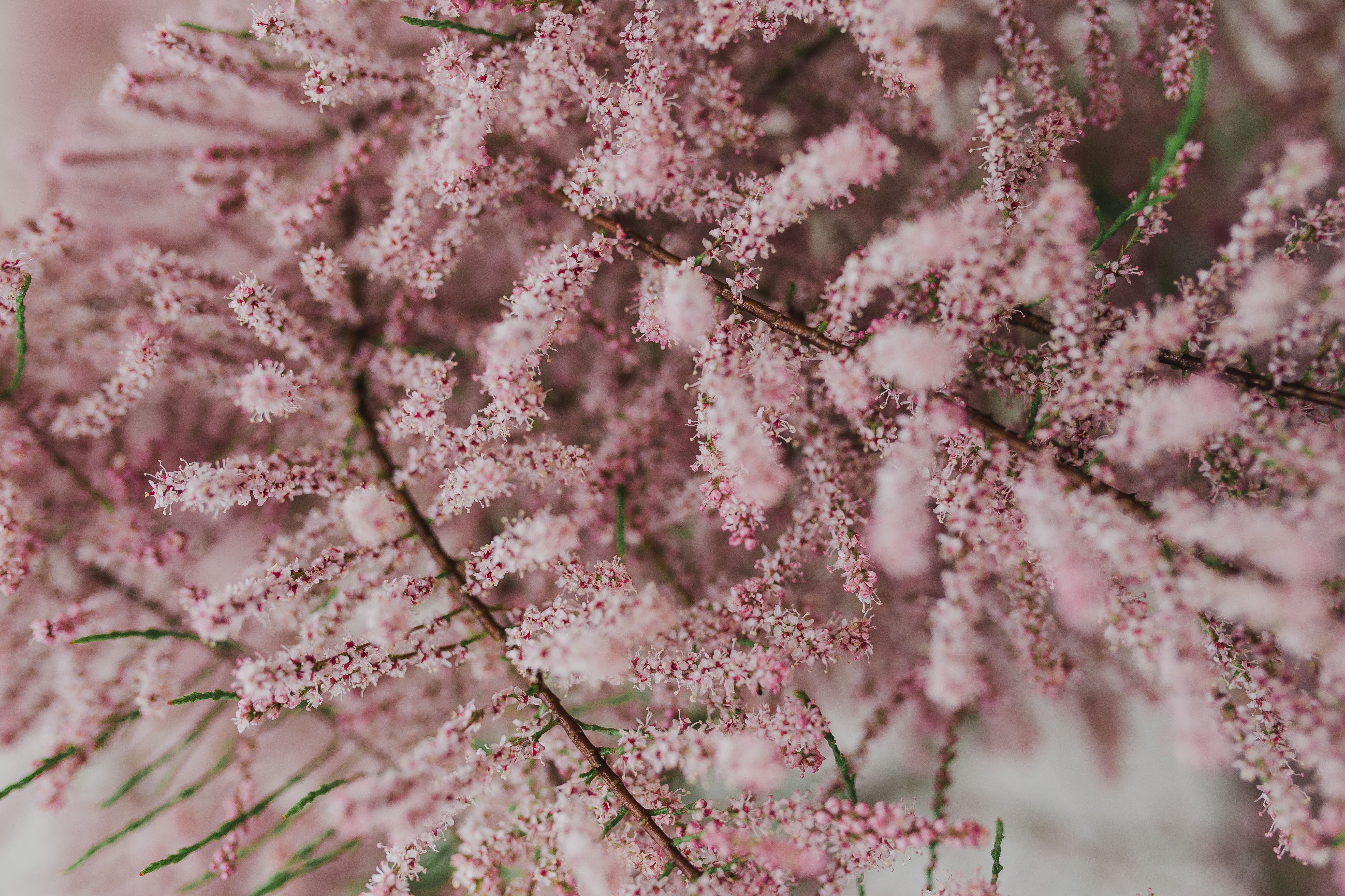 botany, beauty in nature, full frame, bloom, magnification, fragility, healthcare and medicine, Tree, no people, early Spring, freshness, macro, human body part, HD Wallpaper