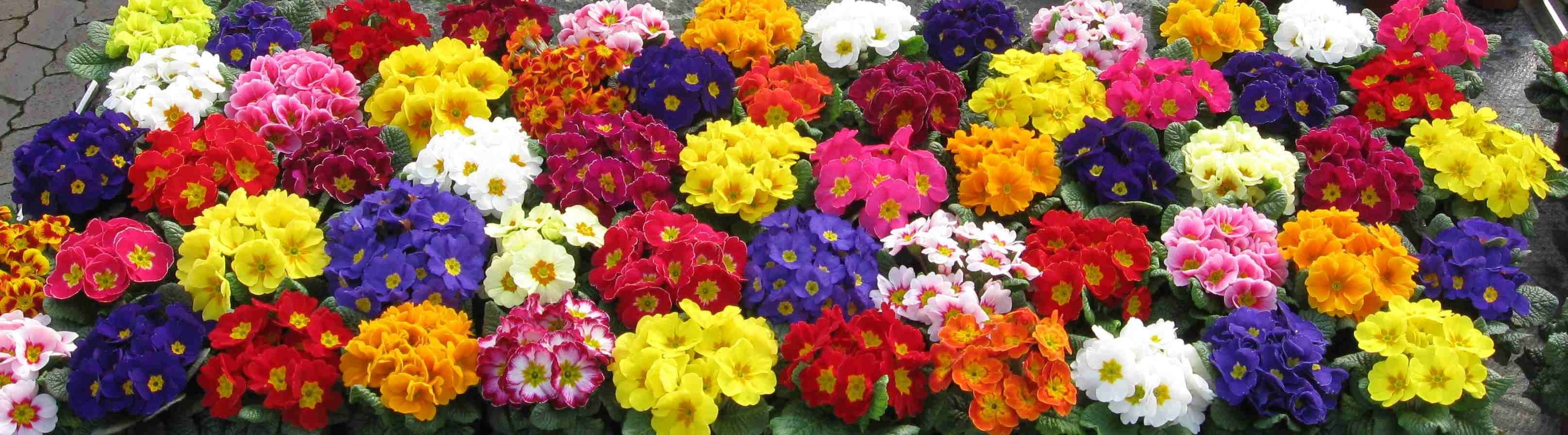 retail, choice, fragility, primula, yellow, close-up, Nature, Colorful, textile, freshness, plant, Primroses, vibrant color, flower head, flower, floral garland, HD Wallpaper