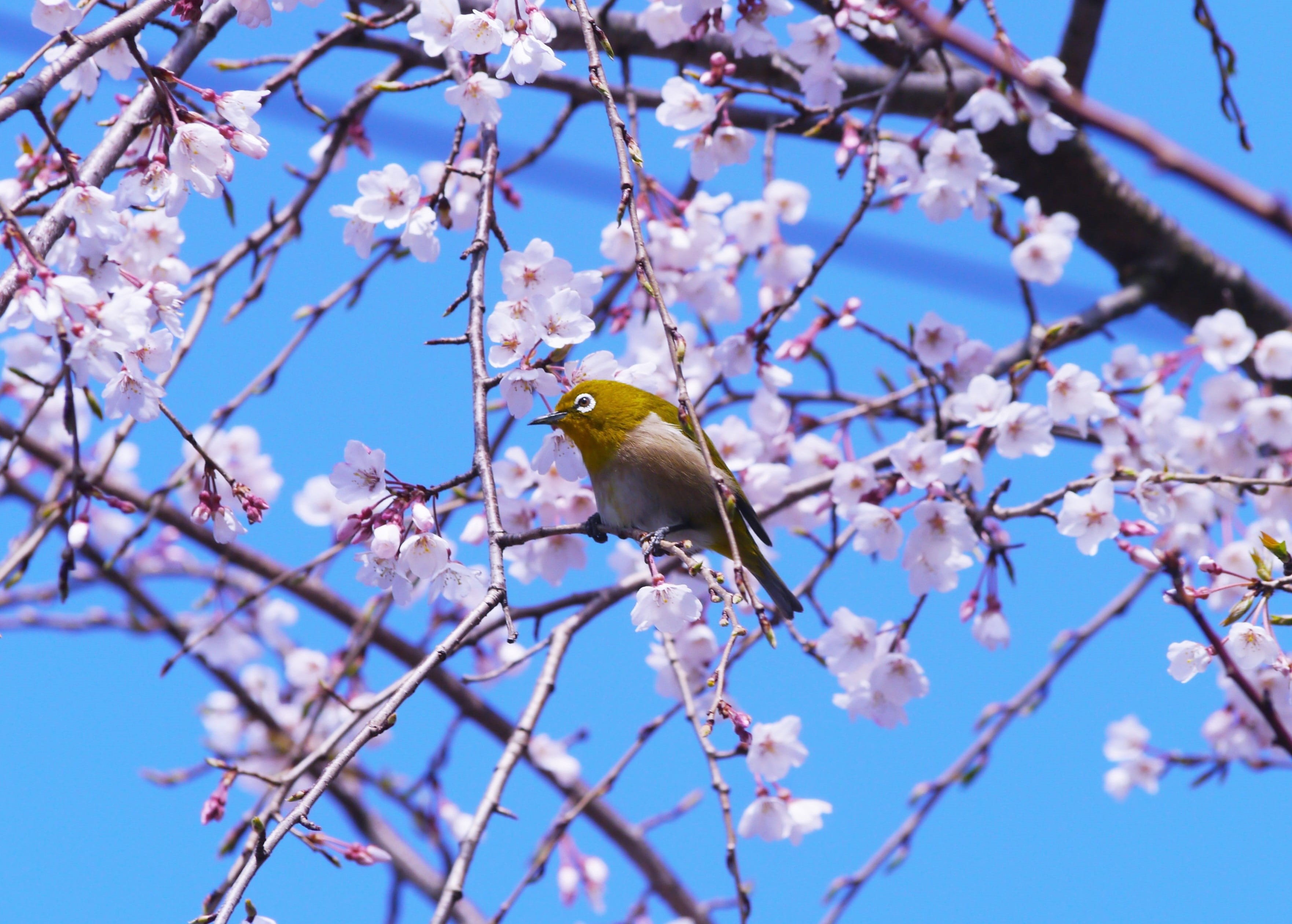 pink, brown, flowering plant, sakura tree, in full bloom, flowers, sky, kanagawa, nature, spring, animal, in 2016, day, tree branch, 3 months, springtime, HD Wallpaper