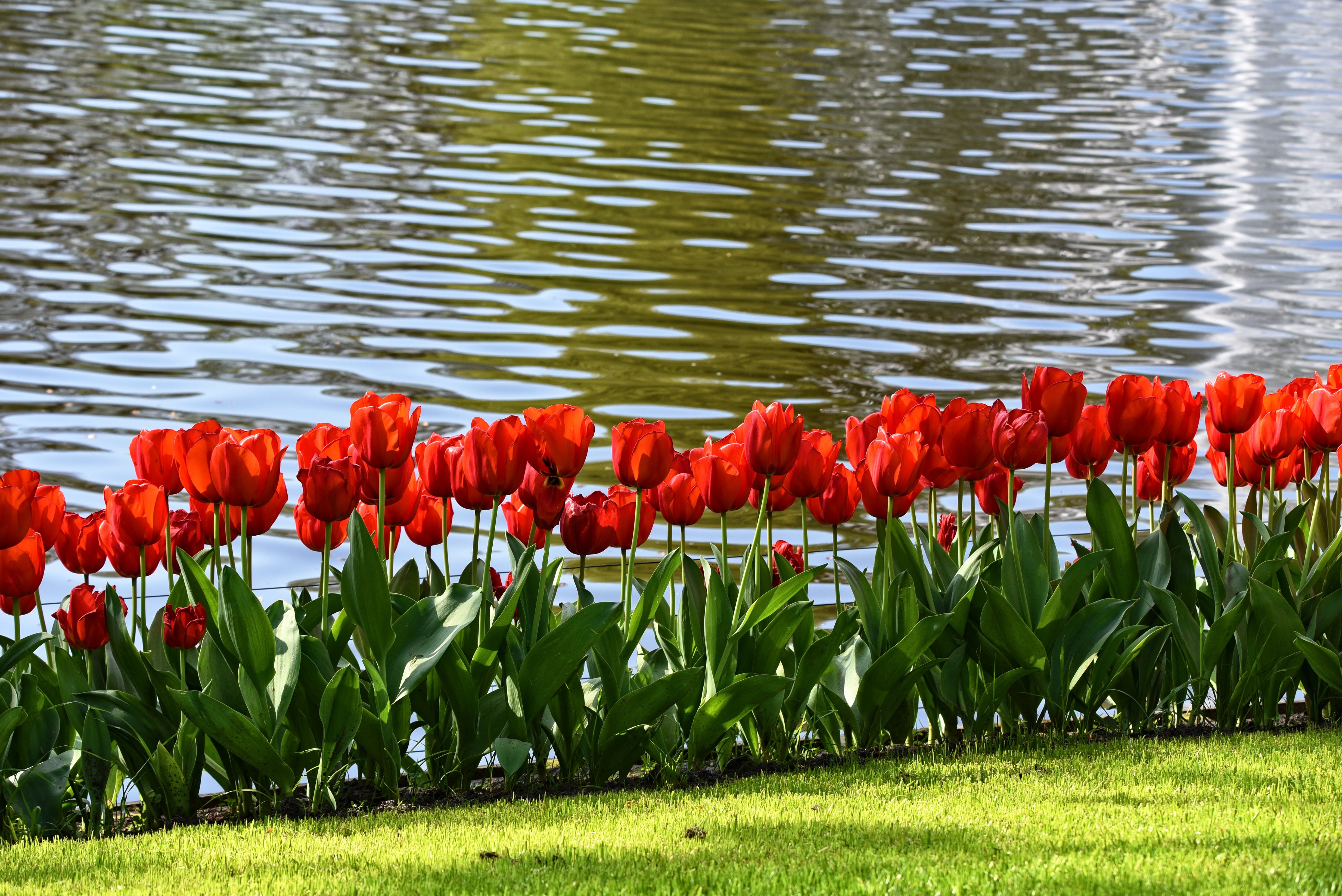 fragility, no people, tulip, pond, plant, growth, flowering plant, red tulip, flower, park, bulbous, 5K, dutch, flower head, row, day, full bloom, vulnerability, HD Wallpaper